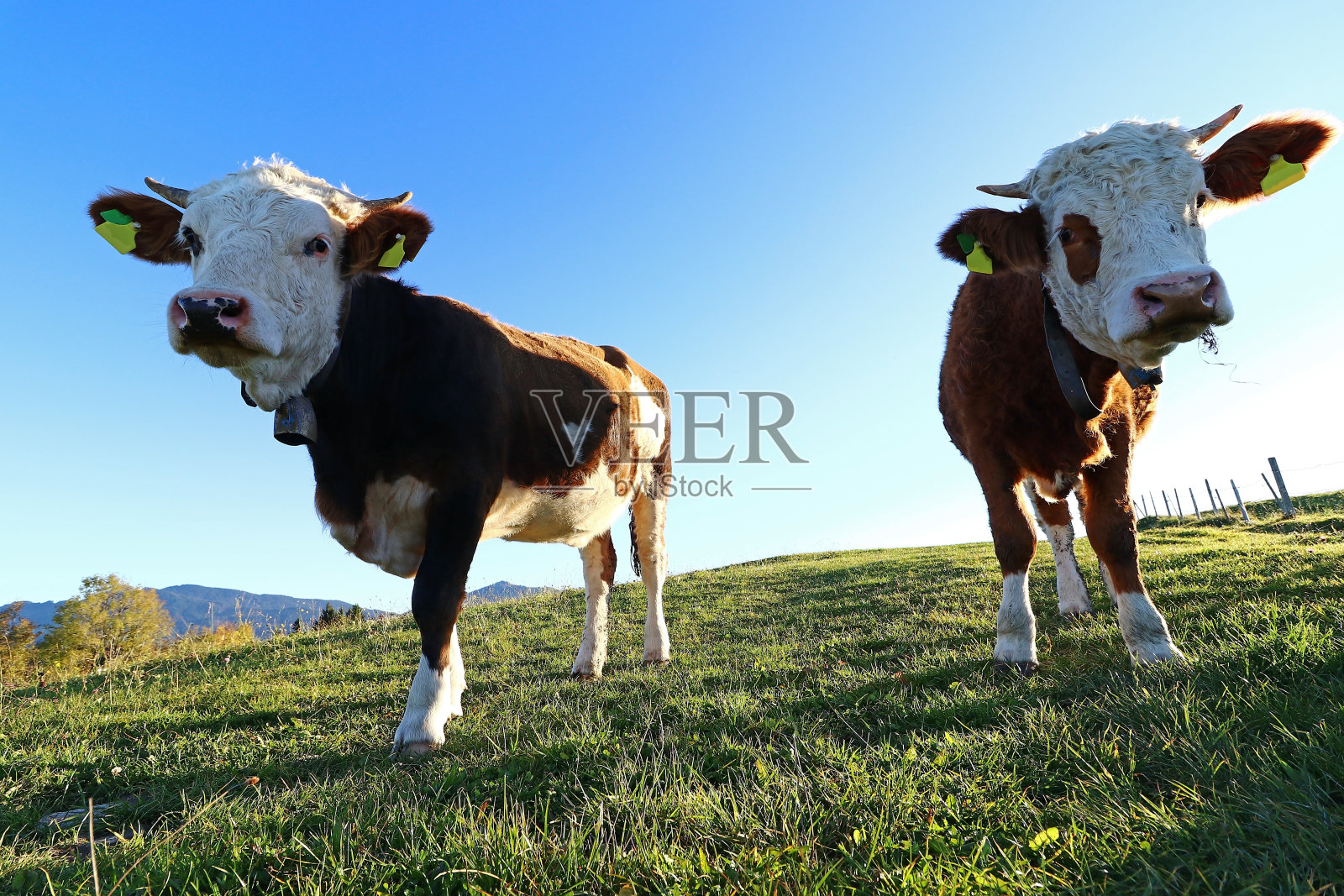 在牧场的背光中，有角和铃铛的年轻西门塔尔牛照片摄影图片