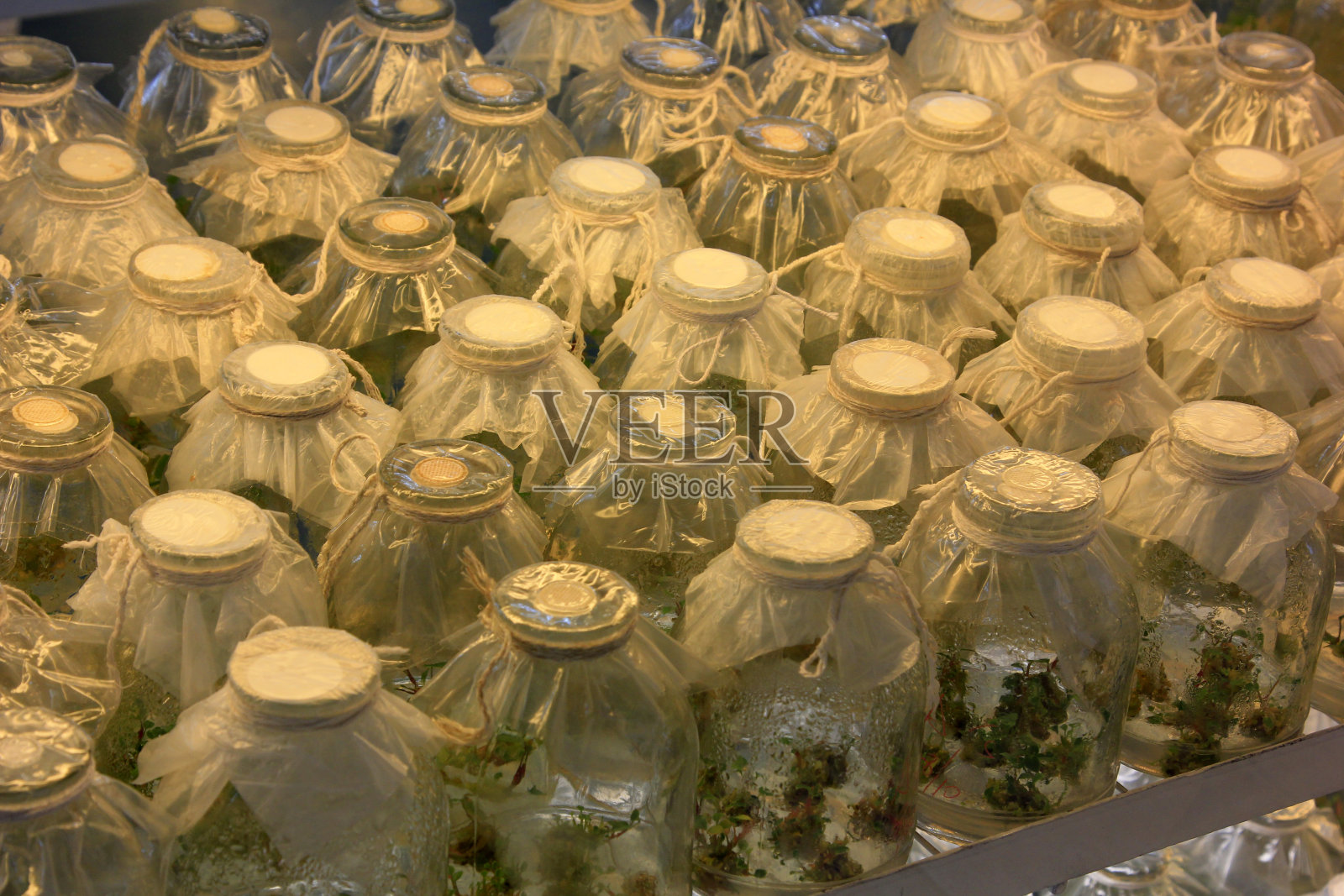 无菌室组织培养花，特写照片照片摄影图片