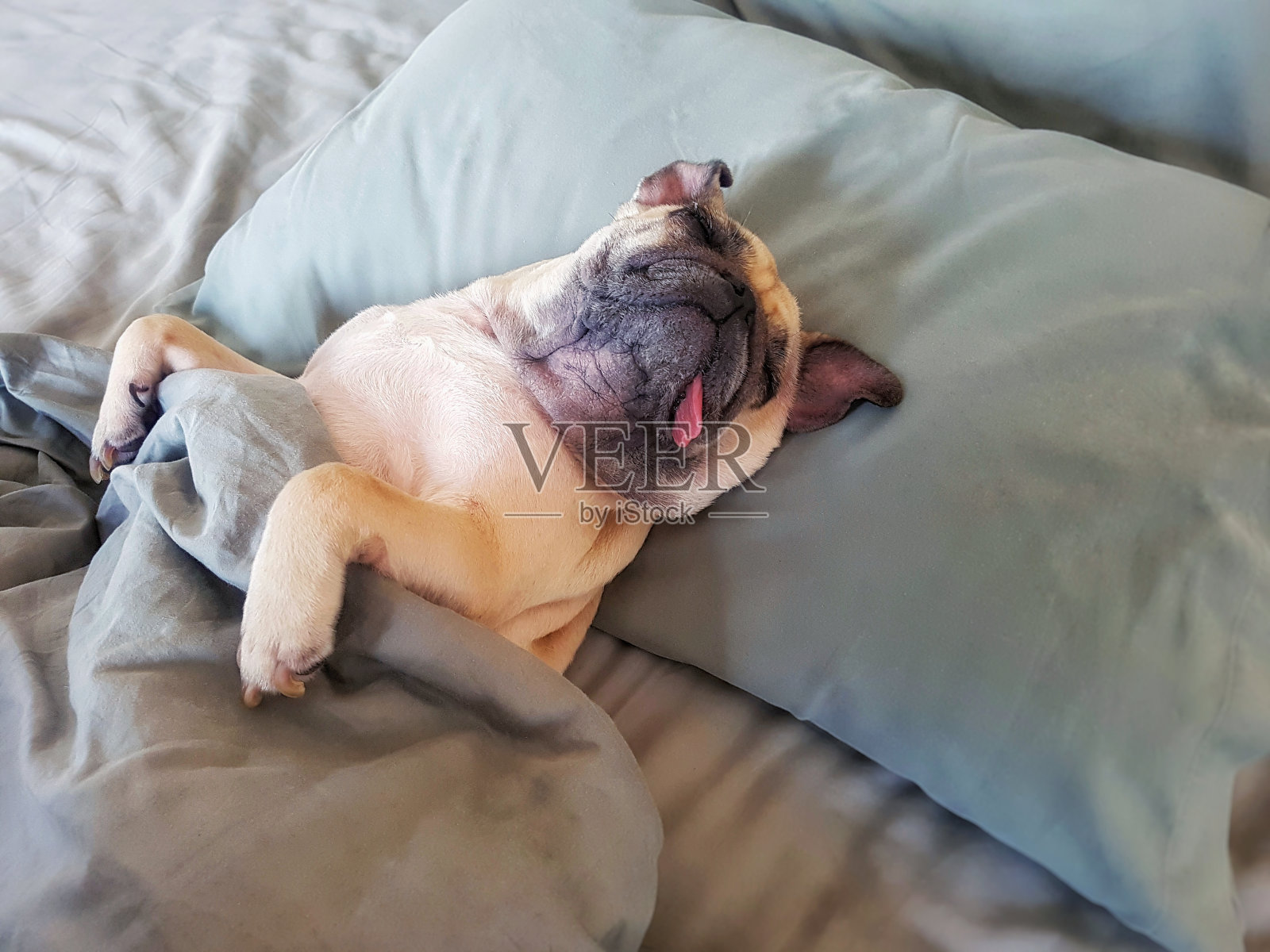 可爱的哈巴狗睡在床上的枕头和裹着毯子感到快乐的时间照片摄影图片