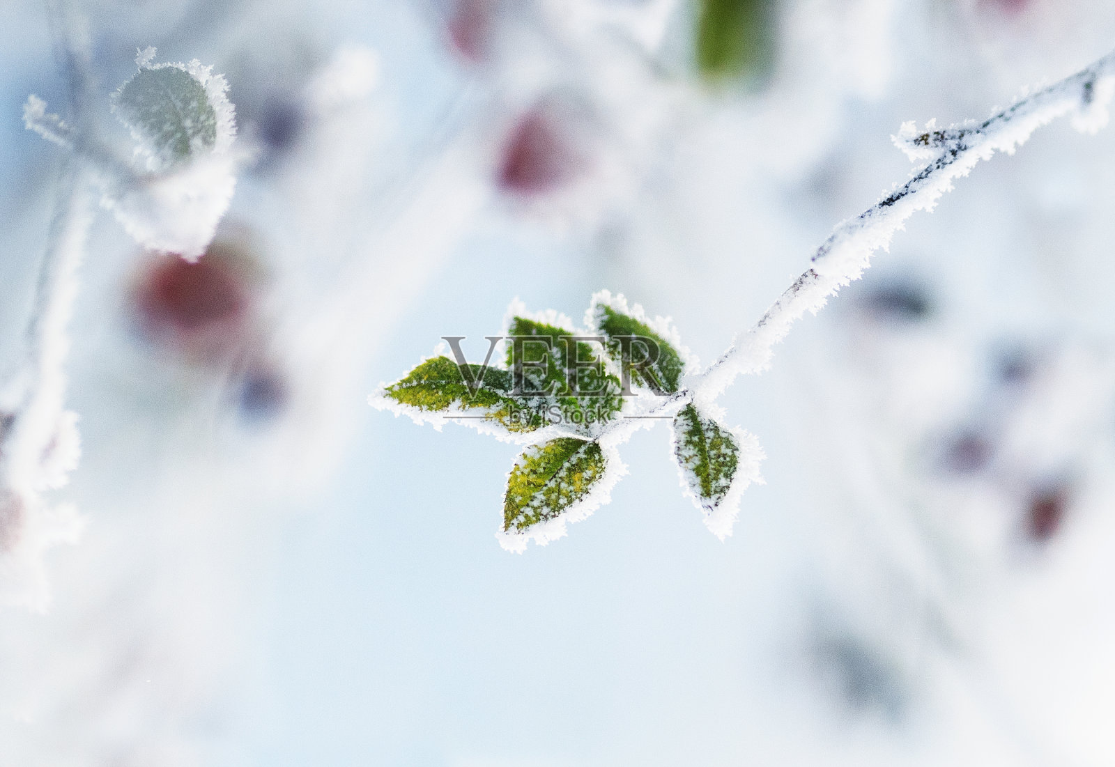 狗的树枝上爬满了绿色的叶子，上面覆盖着冰冷的白霜照片摄影图片
