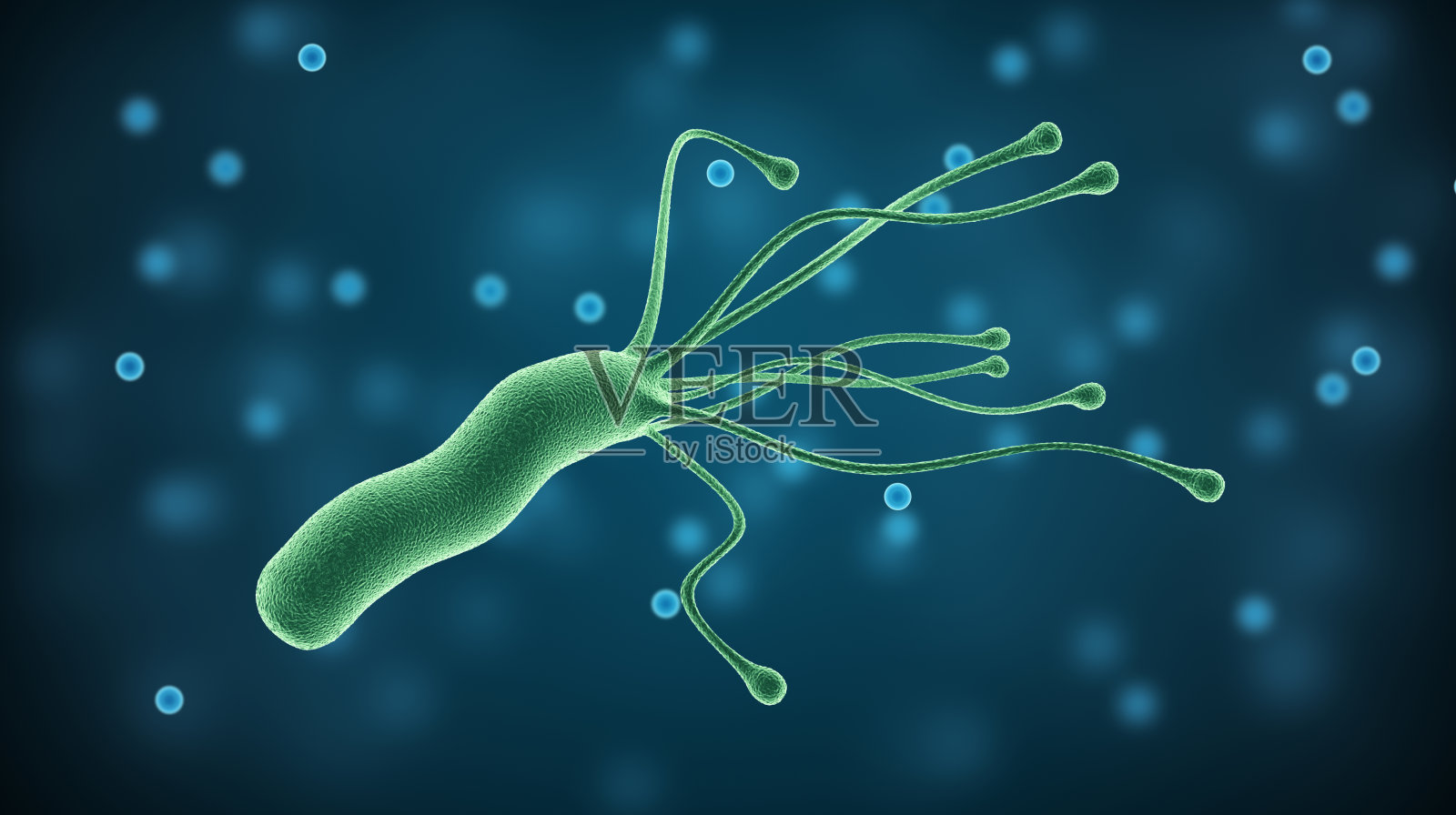 幽门螺杆菌，人体胃中的医学病原微生物照片摄影图片