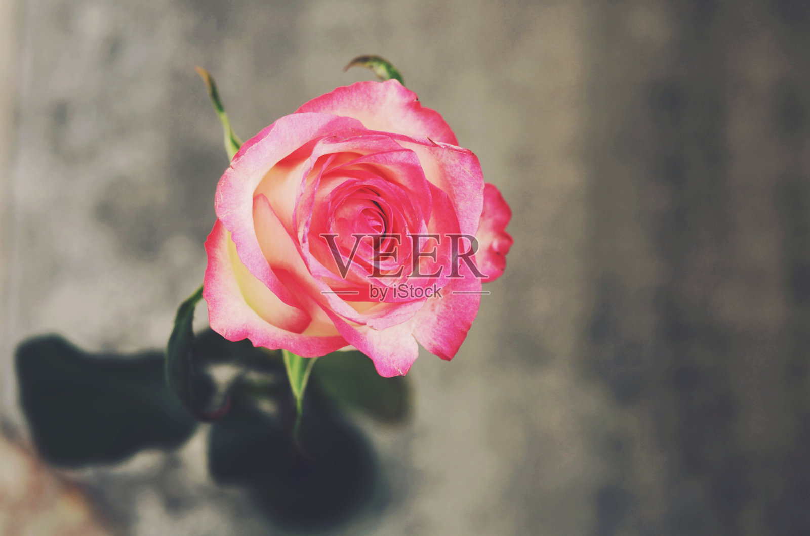 灰色背景上的一朵玫瑰花照片摄影图片
