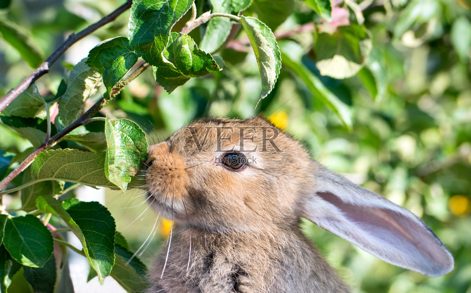 兔子嗅着树叶照片摄影图片