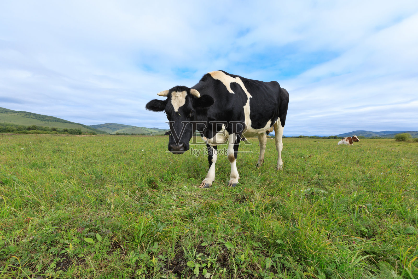 好奇的奶牛在草原上看着摄像机照片摄影图片