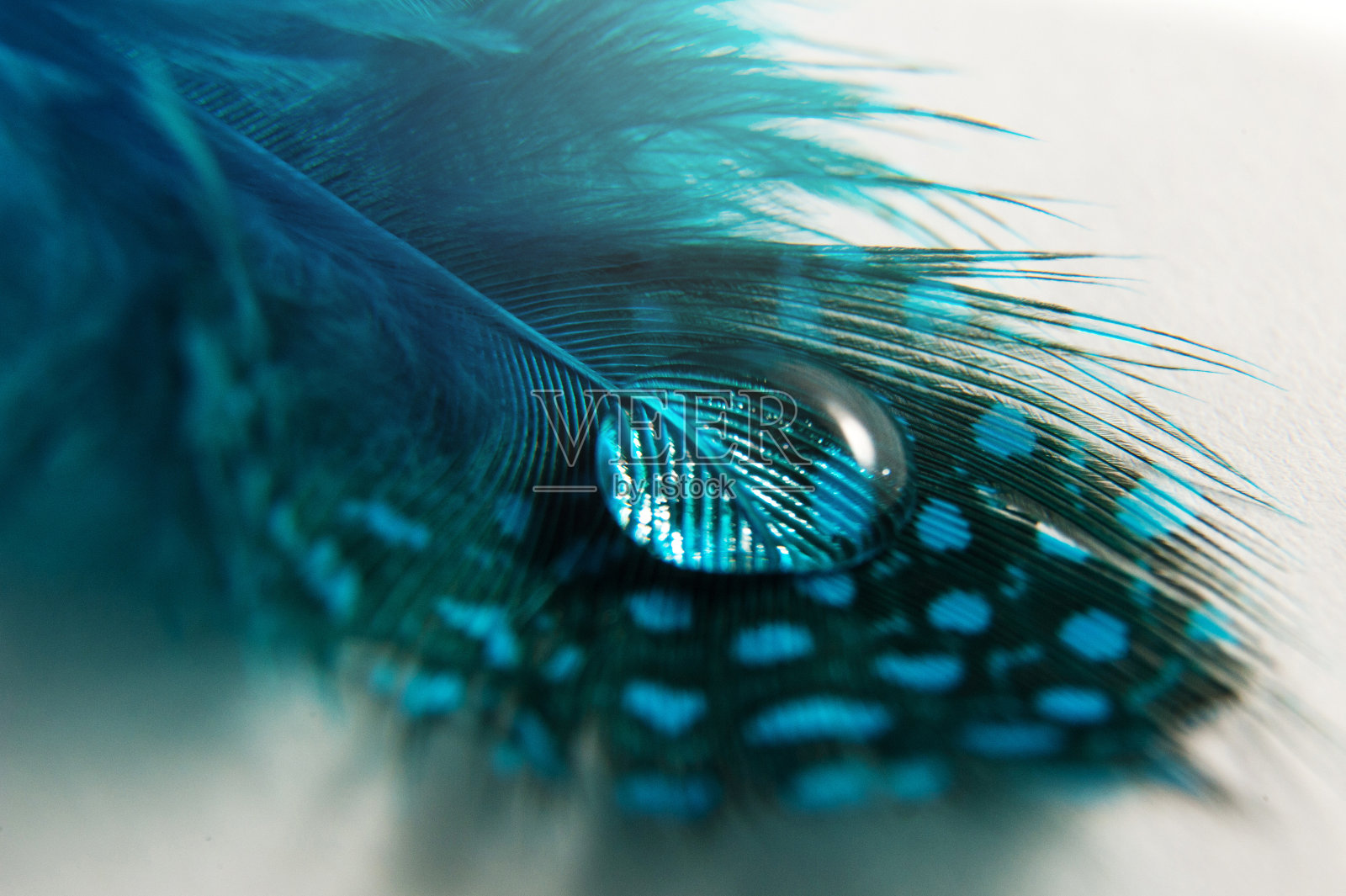 在白色背景上带斑点的蓝色鸟羽毛上的露珠。抽象艺术微距照片照片摄影图片