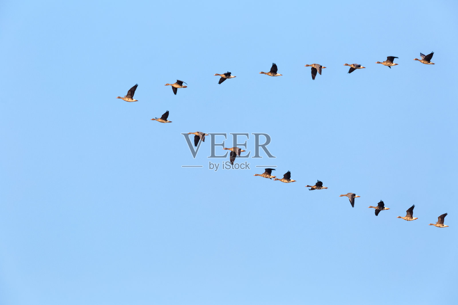 一群大雁在飞翔照片摄影图片