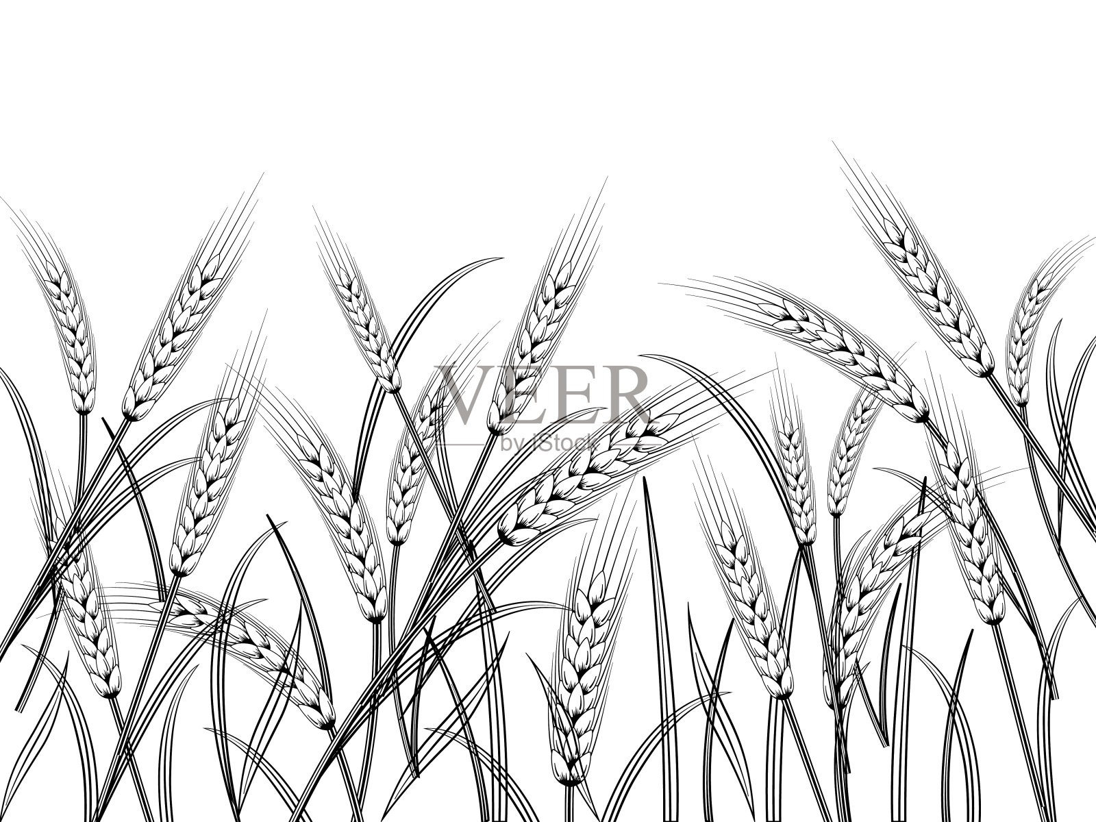 小麦插画图片素材