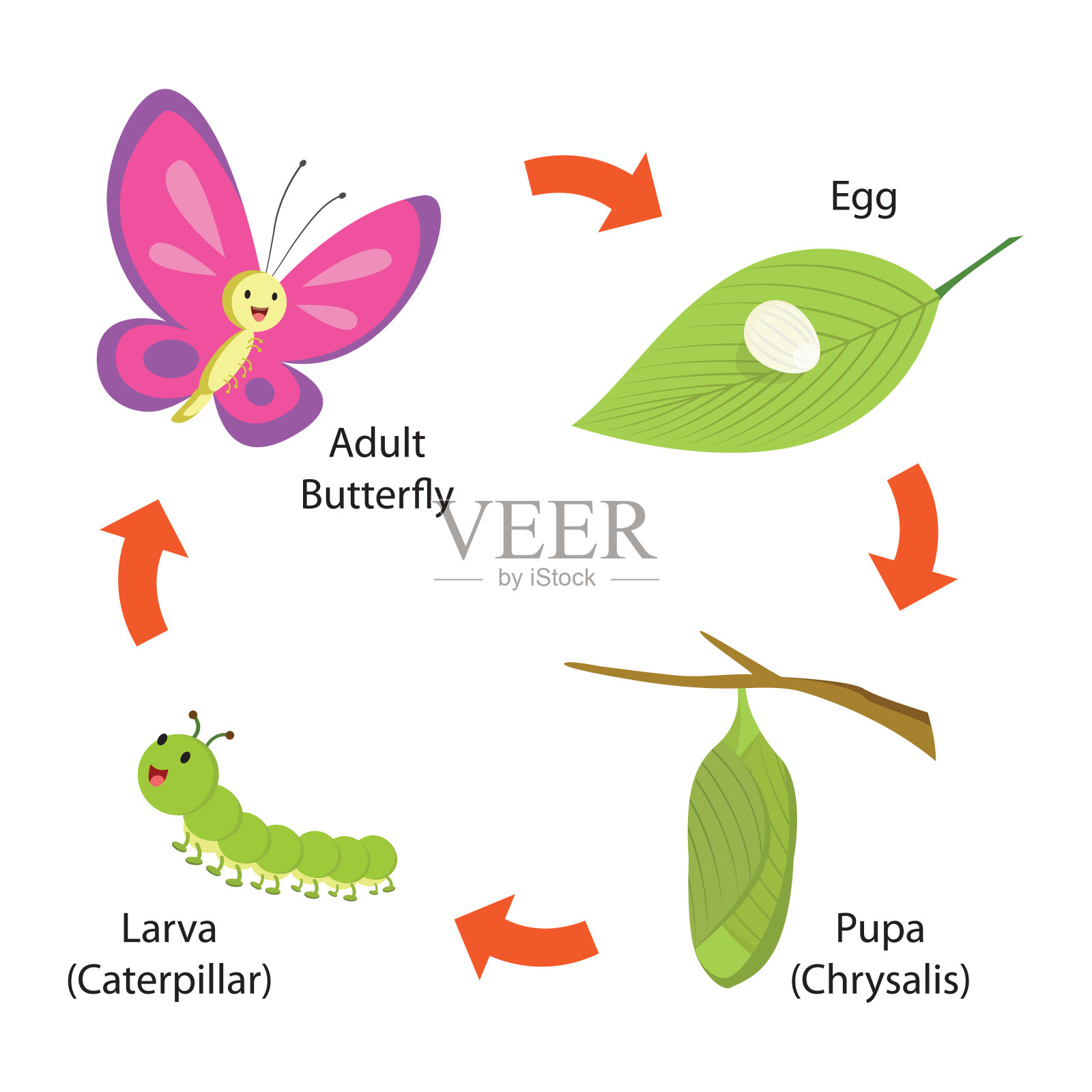 蝴蝶的生命周期设计元素图片
