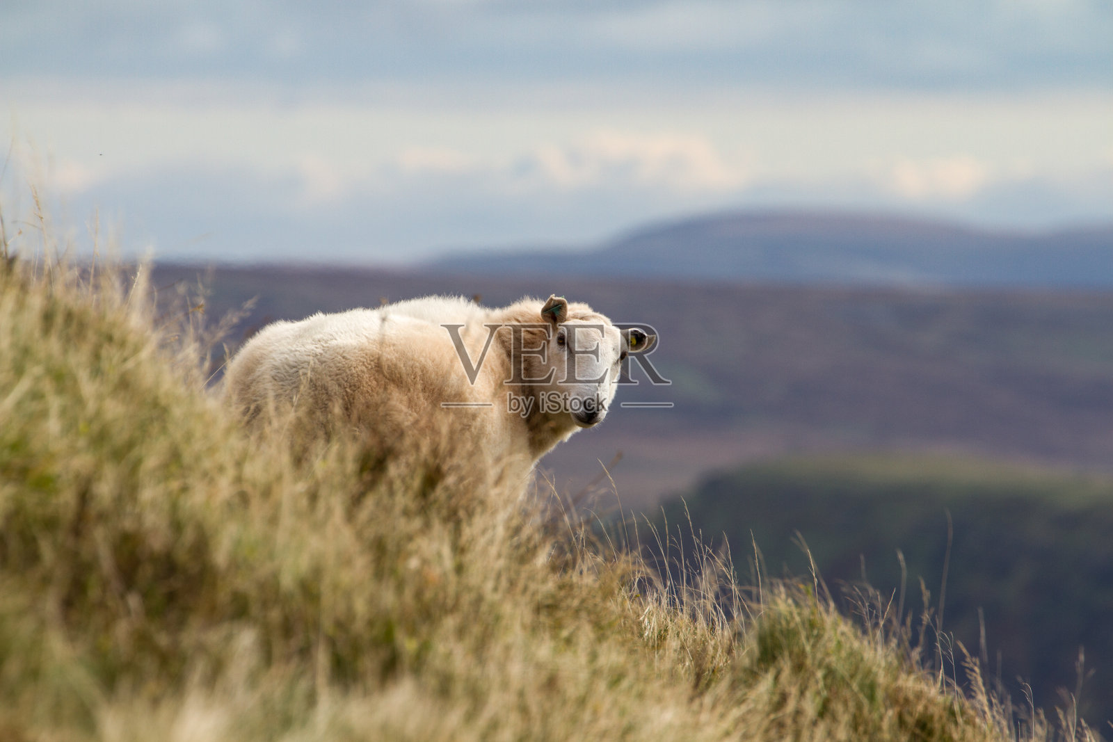 威尔士乡村山坡上的羊照片摄影图片