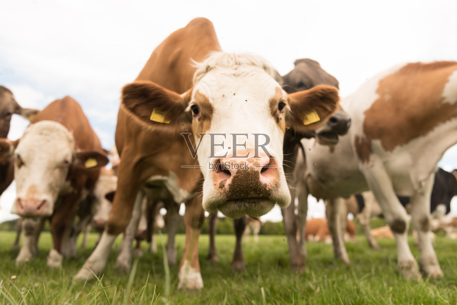 德国巴伐利亚州牧场上的一群奶牛照片摄影图片