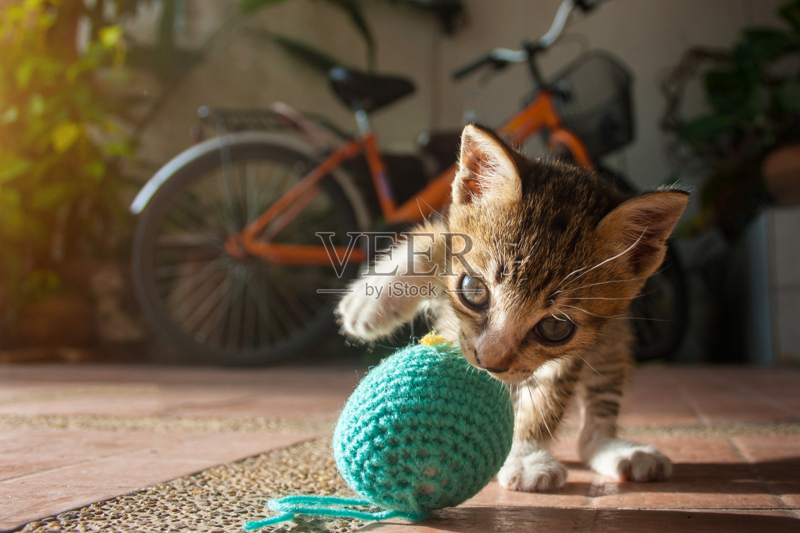 顽皮猫-高清晰宠物猫玩毛线球壁纸-欧莱凯设计网