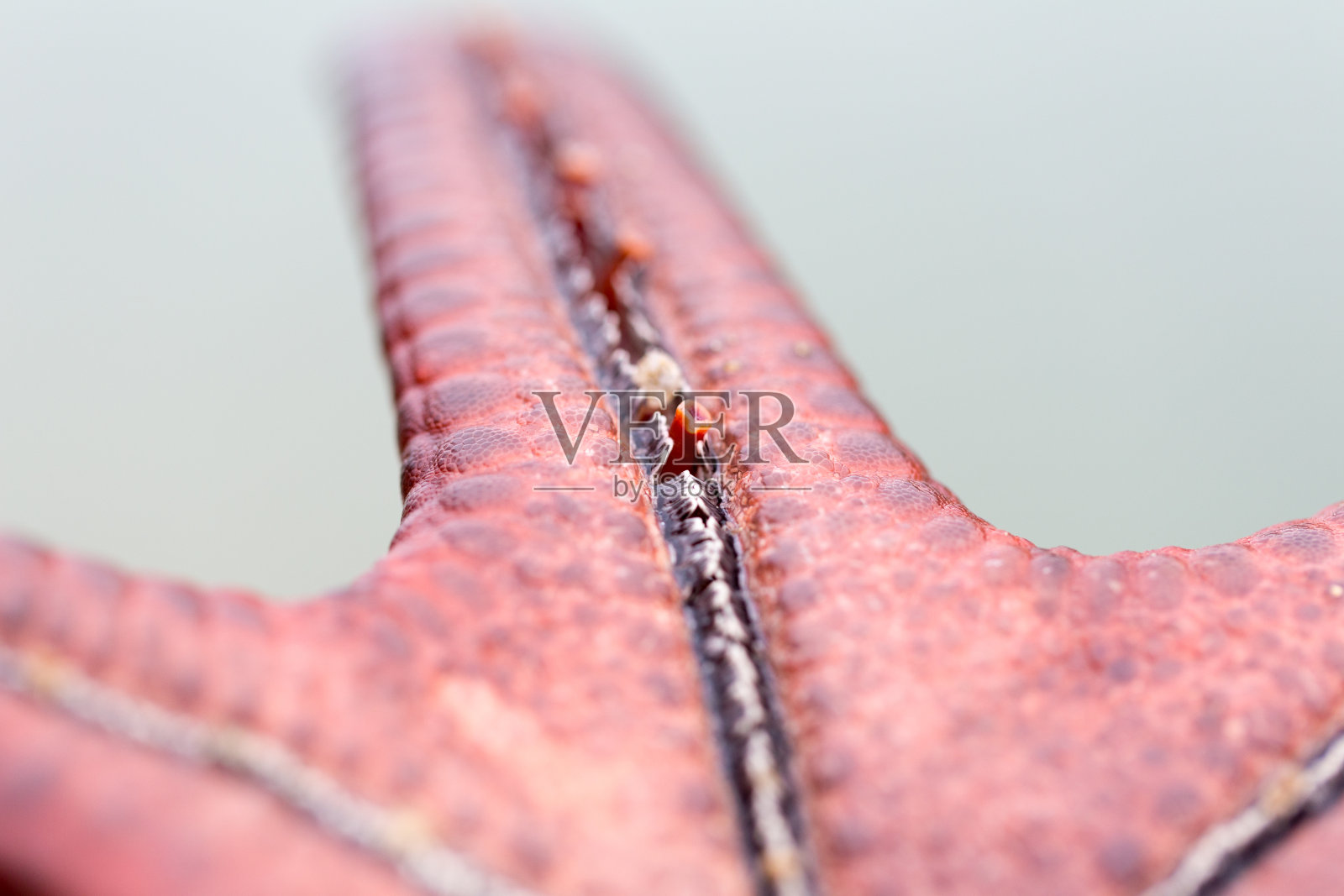 管足是棘皮动物口腔表面的小的活跃的管状突出物，无论是海星的手臂。照片摄影图片