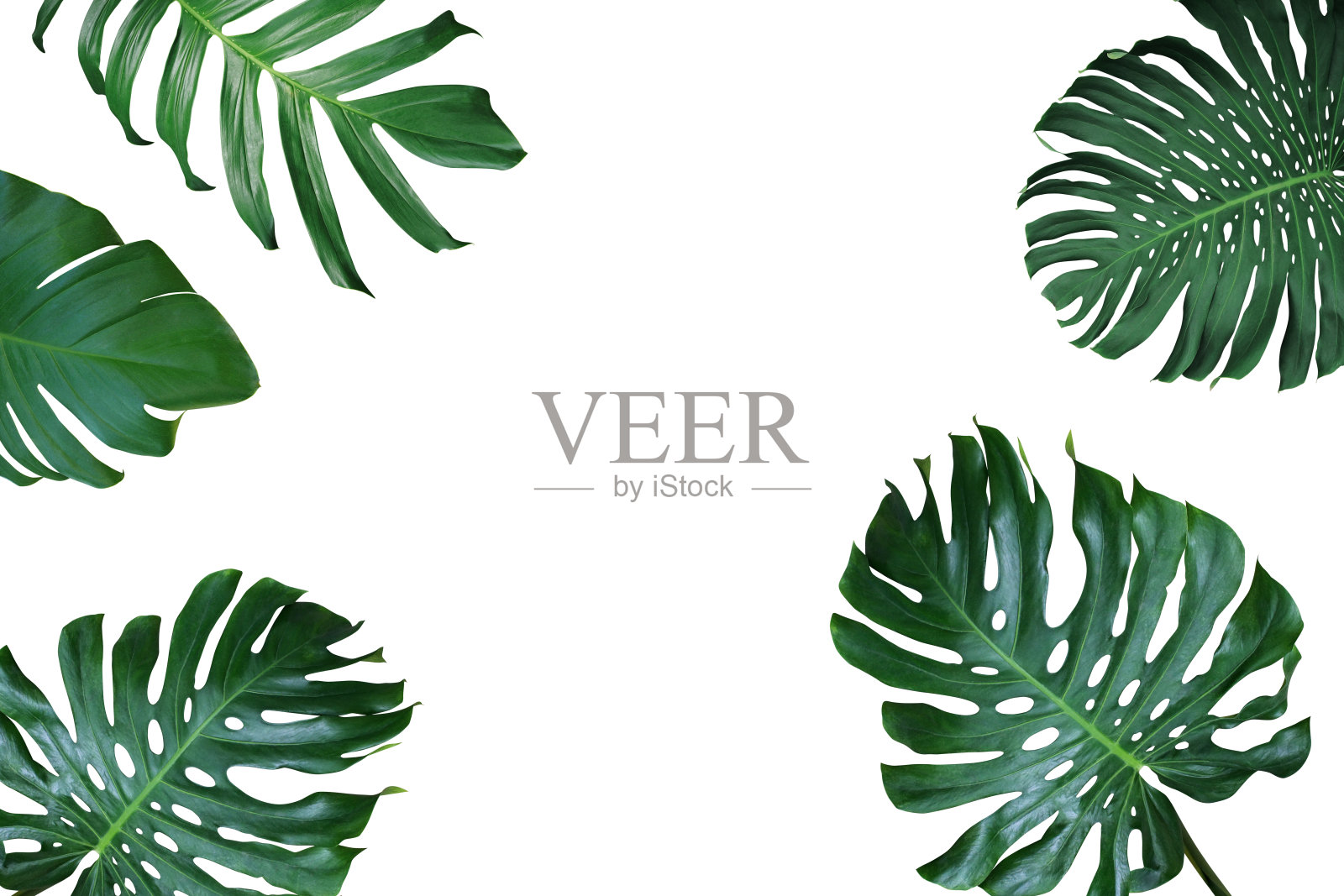 热带叶的自然框架布局，在白色的背景上，有一种奇异的植物，它是一种美丽的山茱萸，裂叶喜树和山茱萸。照片摄影图片