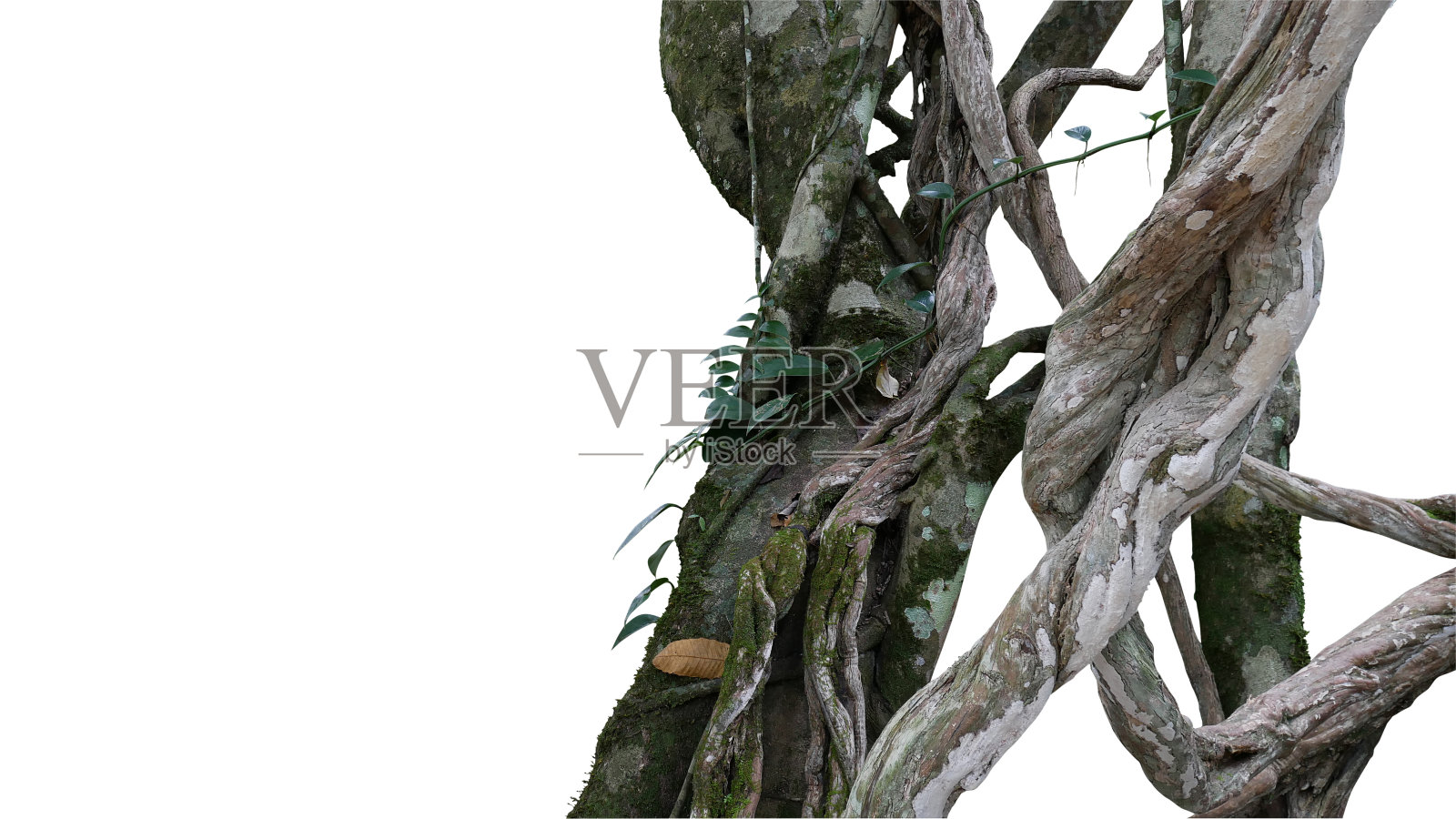 扭曲的野生藤本植物大丛林藤本植物与苔藓，地衣和野生攀缘兰花叶孤立在白色的背景，修剪路径包括。照片摄影图片