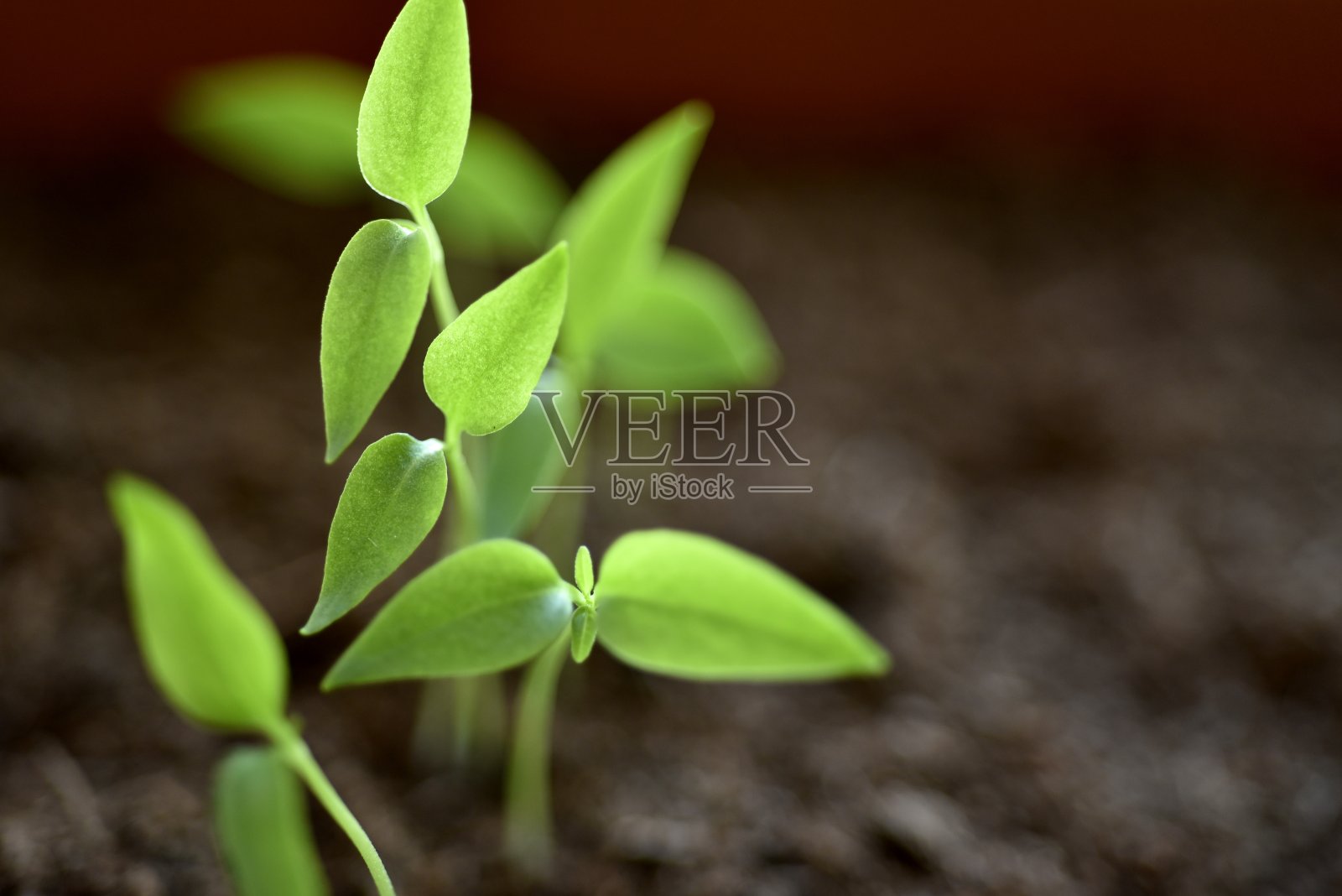 近距离的绿色幼苗生长植物出土壤照片摄影图片
