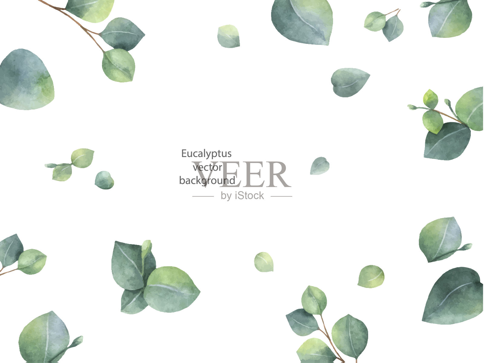 水彩向量绿色花横幅与银美元桉树的叶子和树枝孤立在白色的背景。设计元素图片