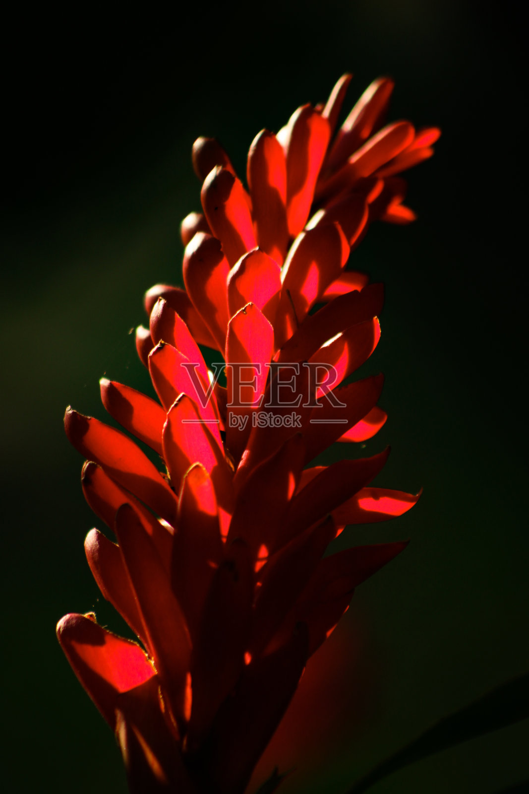 热带花:高良姜，红姜，又称鸵鸟羽和粉锥姜。照片摄影图片
