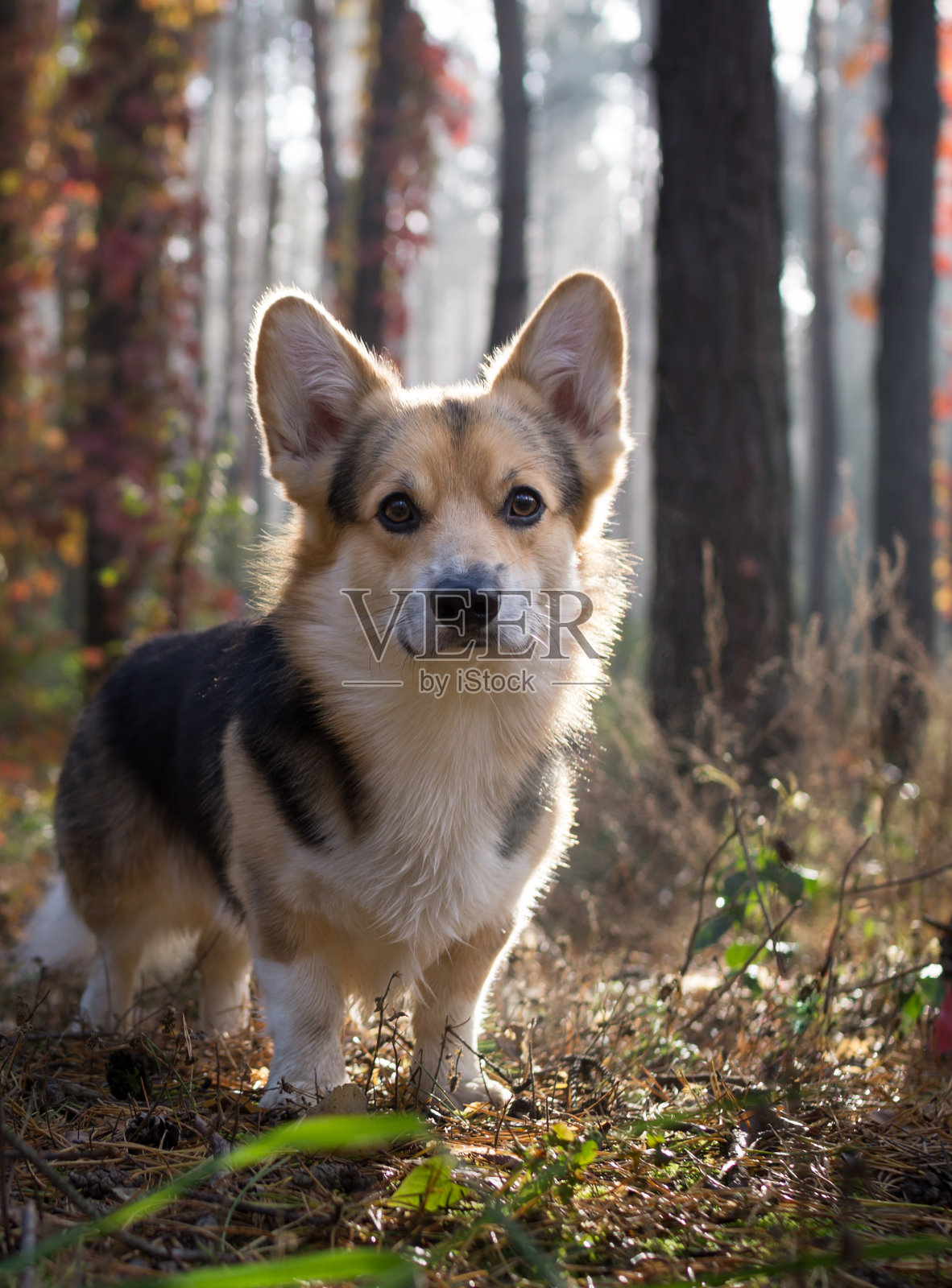 在美丽的秋天森林里散步的威尔士柯基犬。照片摄影图片