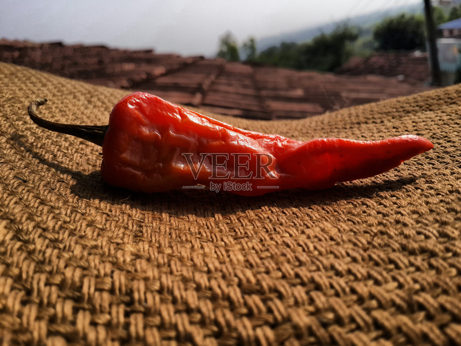 干红辣椒粗麻布质地背景。照片摄影图片