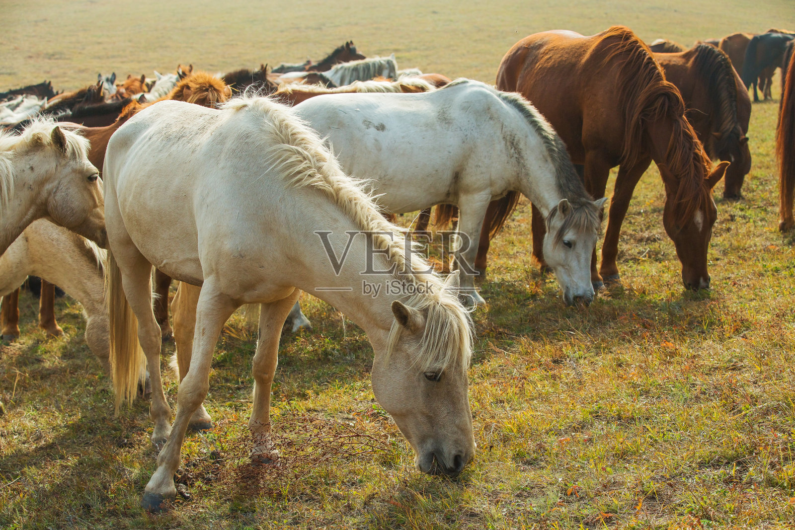 达蒙中国大草原上的马照片摄影图片