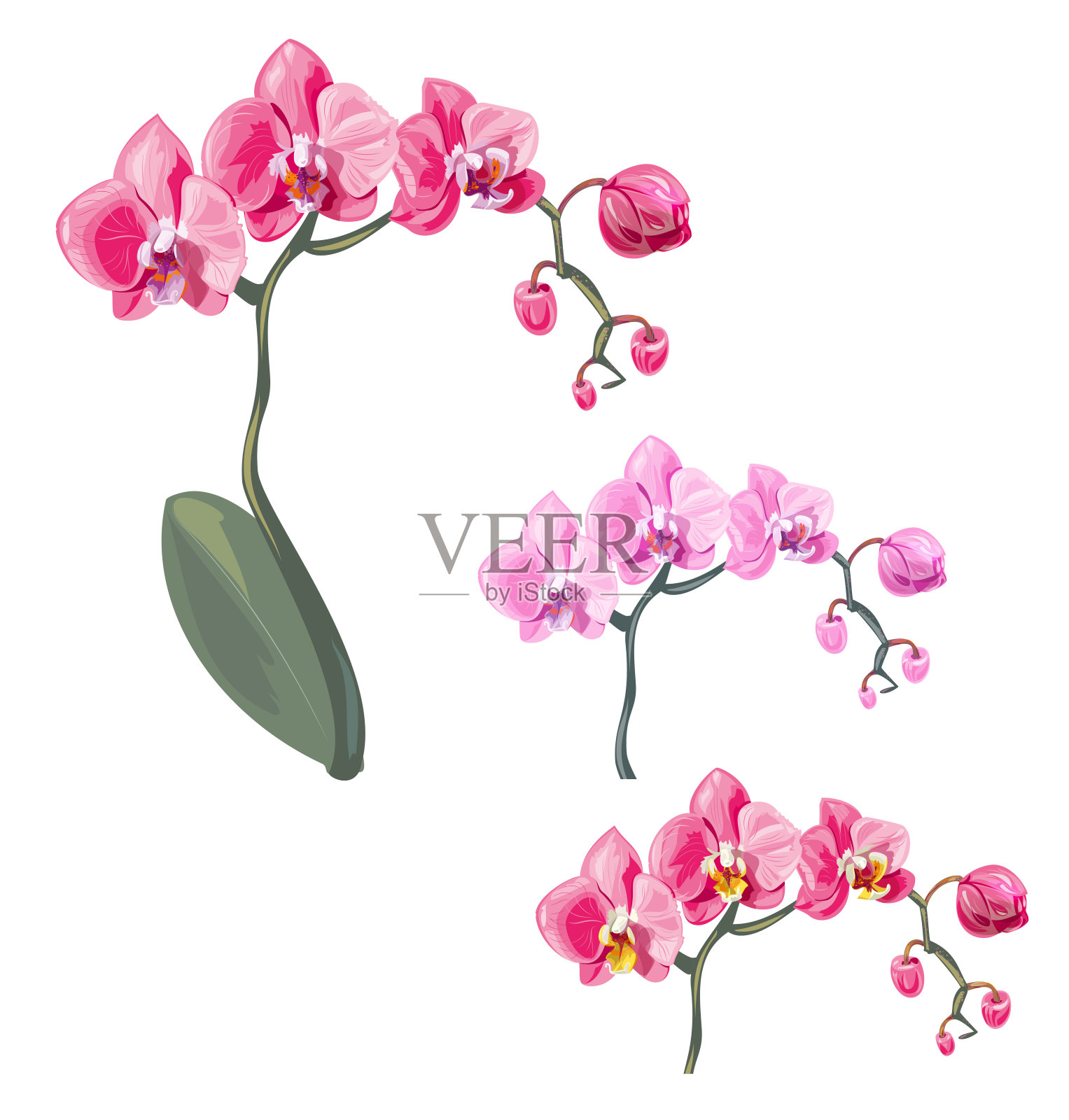 设置蝴蝶兰，粉红色，红色的花与橙色和小圆点，绿色茎和叶在白色的背景，数字绘制热带植物，现实的矢量植物插图设计插画图片素材