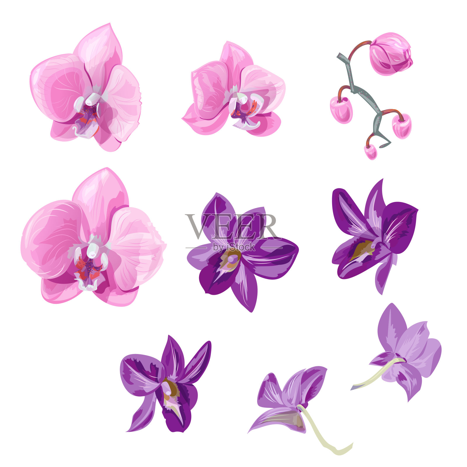 集兰花(蝴蝶兰，石斛)，粉红色，紫色的花，花蕾，热带植物在白色的背景，数字绘制，现实的矢量植物插图设计设计元素图片