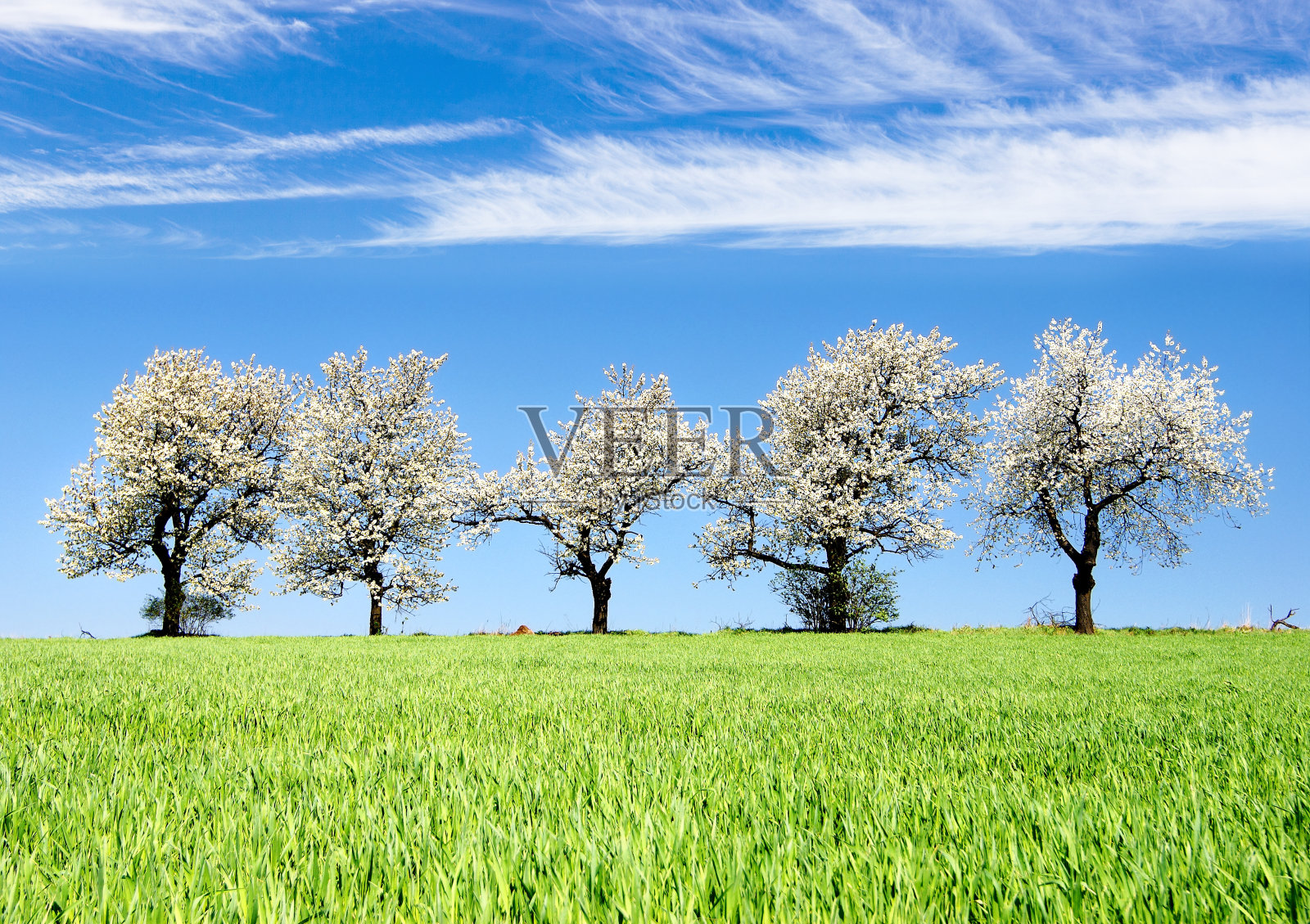 开花的樱桃树和绿色的春玉米田照片摄影图片