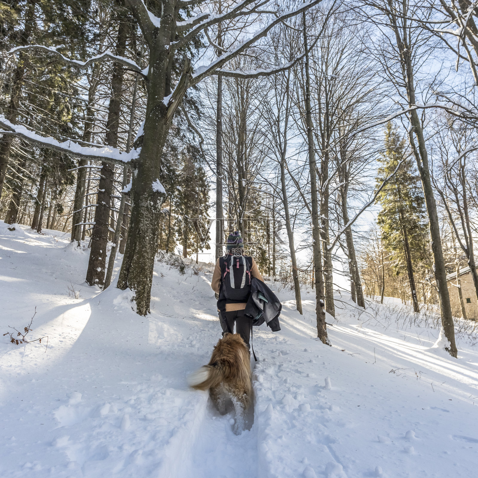 带着狗在白雪覆盖的森林里徒步旅行的徒步者照片摄影图片