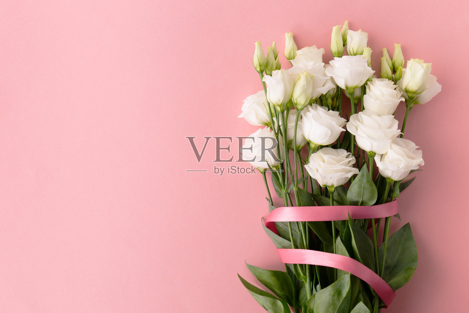 上面是一束白色玫瑰，粉红色的背景上系着粉色的丝带。插画图片素材