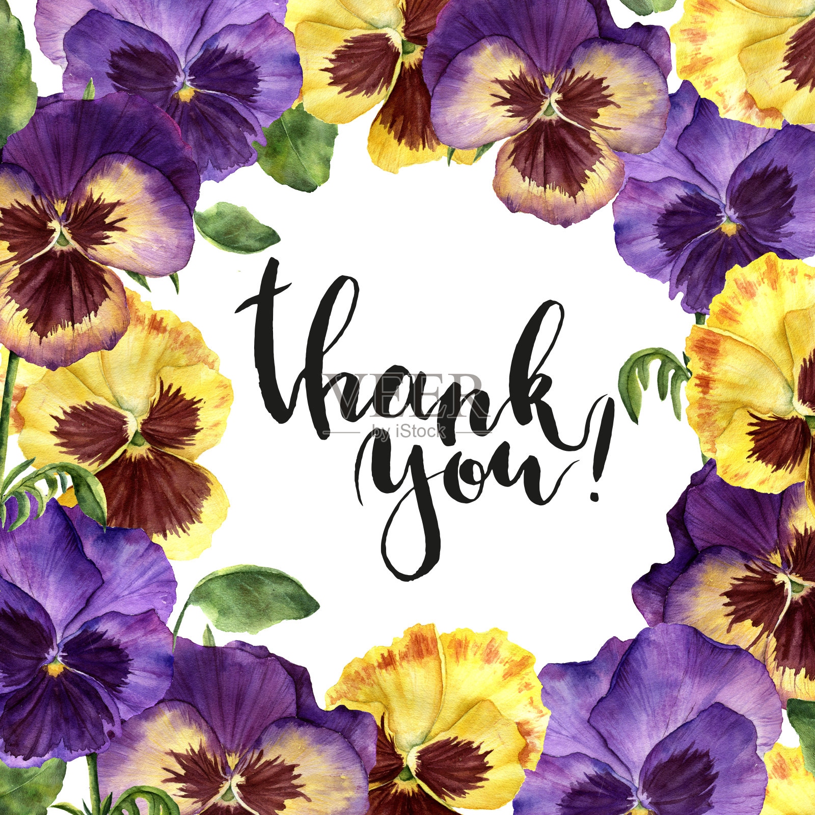 水彩花卉卡片与感谢你的字母。手绘插图三色堇花，树叶和树枝孤立在白色的背景。用于设计、打印和背景插画图片素材