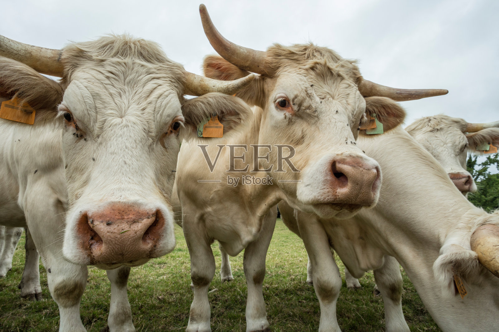法国诺曼底，阳光明媚的一天，牛群在绿色的草地上吃草。养牛，工业农业理念。夏季田园景观，牧场供家畜饲养。关闭了。照片摄影图片