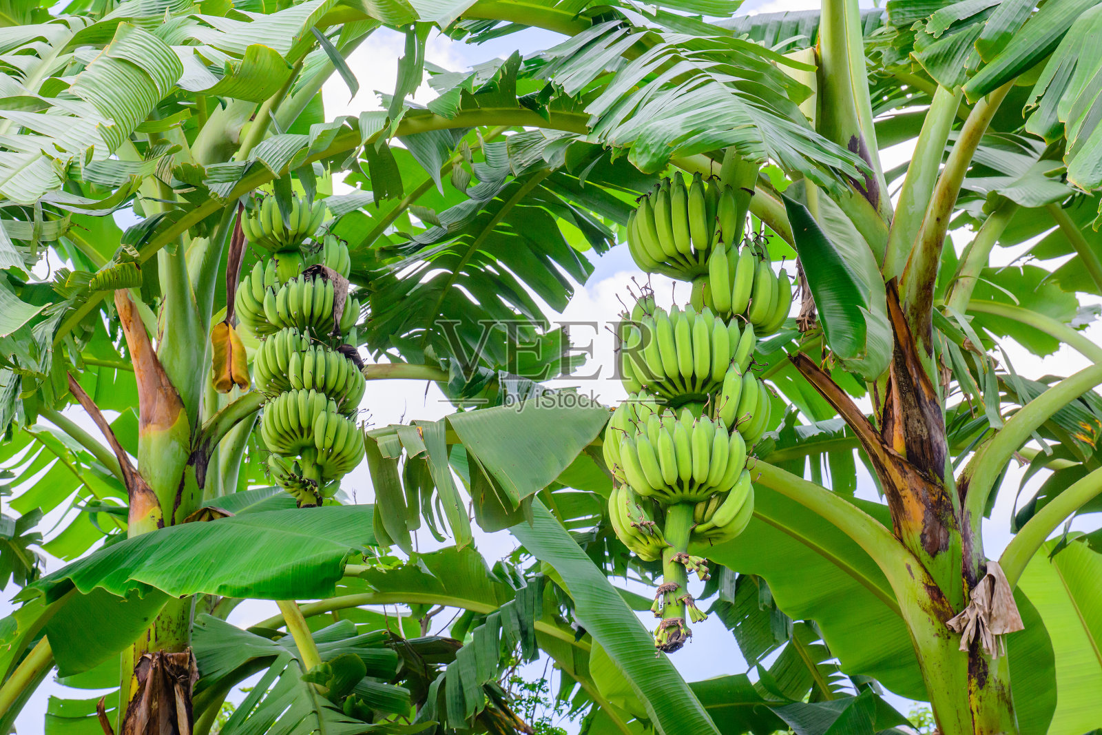 香蕉悬挂，香蕉田，香蕉农场的特写。照片摄影图片