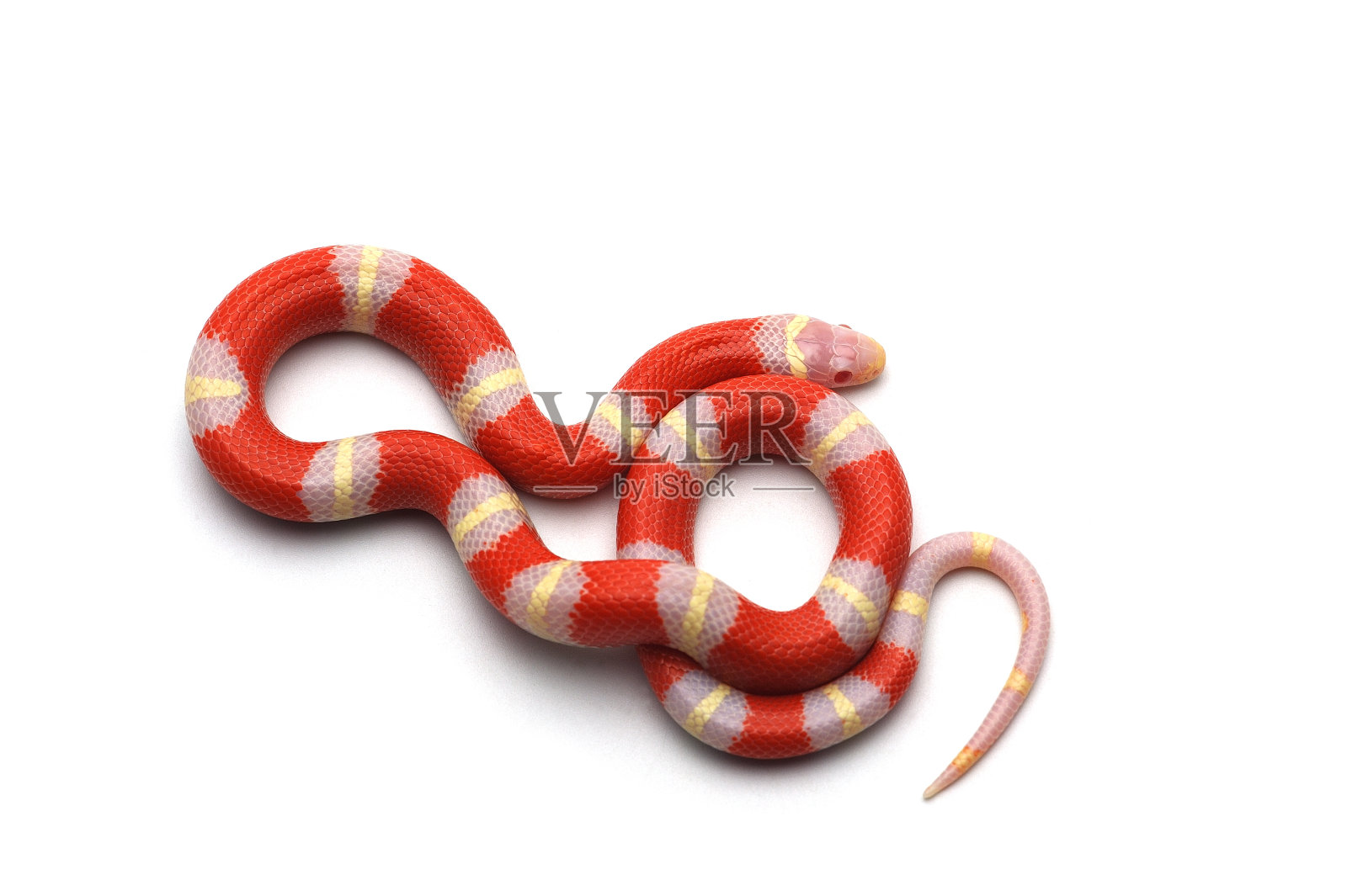 白化锡那罗安乳蛇隔离在whute背景照片摄影图片