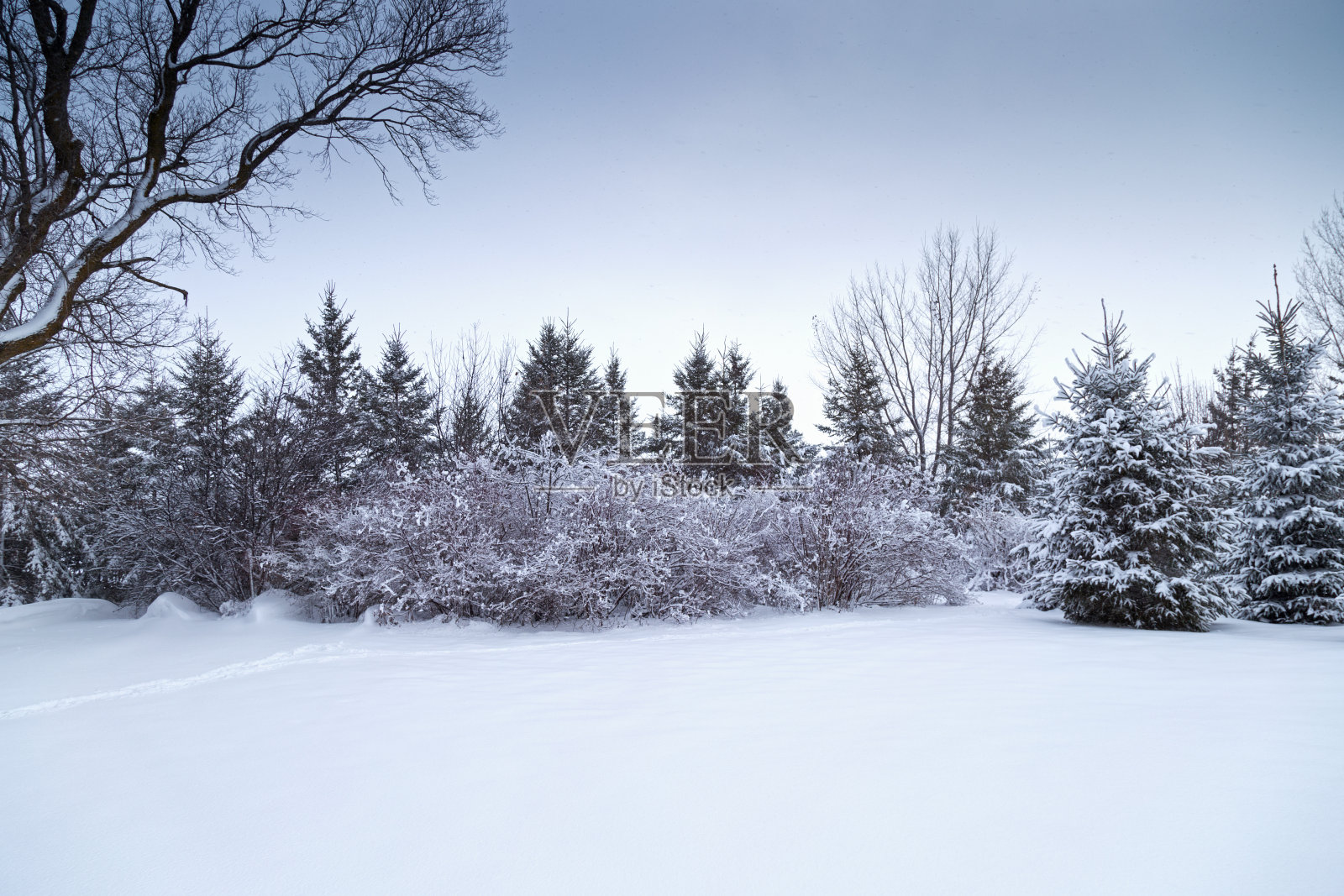 冬天的树木和灌木照片摄影图片