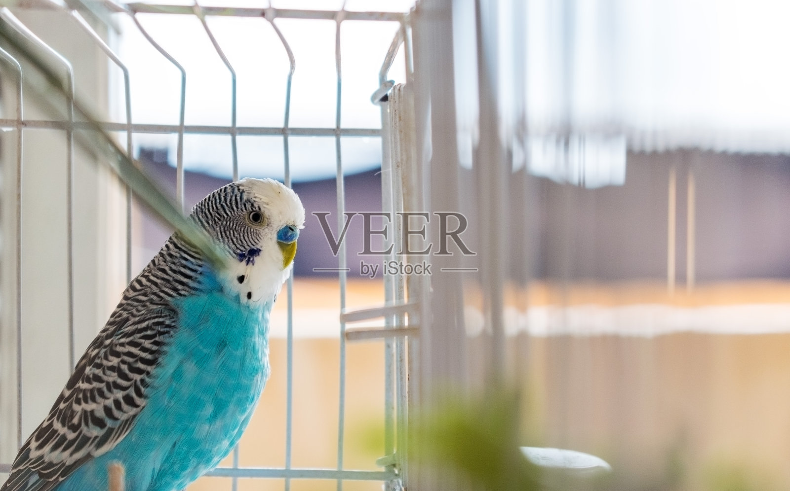 关在笼子里的蓝色雄性长尾小鹦鹉，特写照片摄影图片