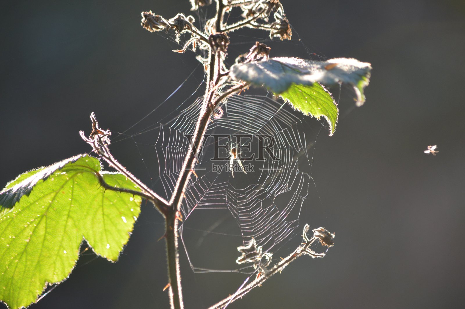 阳光下的蜘蛛网照片摄影图片