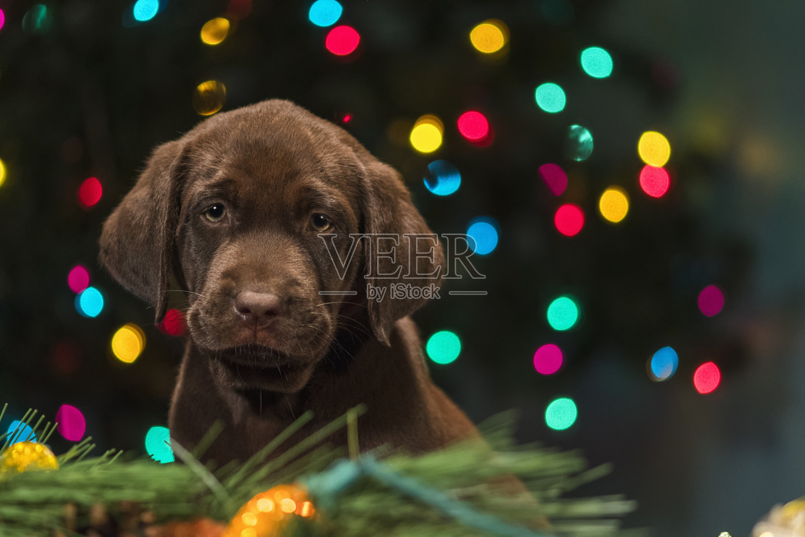 一只巧克力色的拉布拉多小狗坐在圣诞装饰品中间——8周大照片摄影图片
