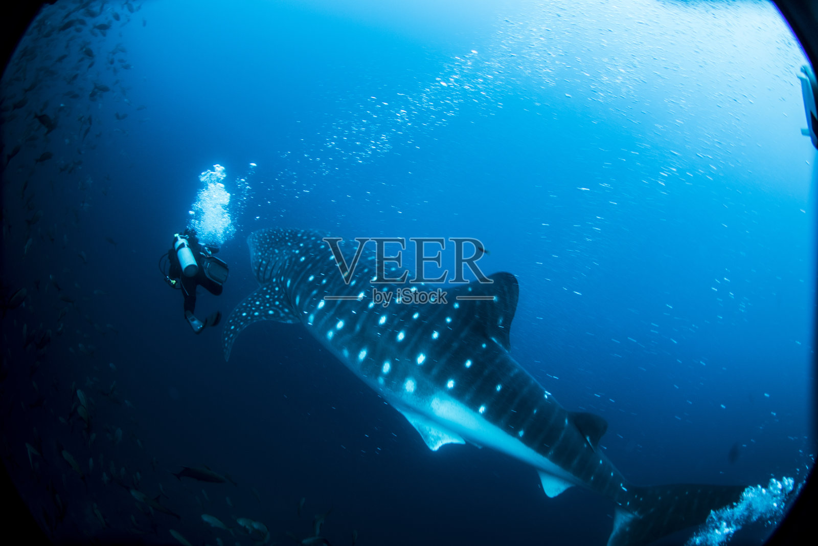 厄瓜多尔加拉帕戈斯群岛达尔文岛的鲸鲨和水肺潜水员照片摄影图片