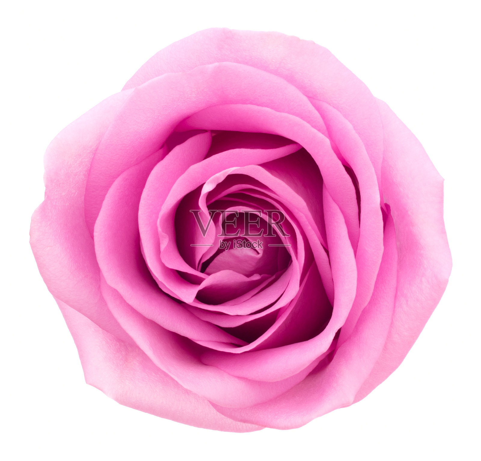 粉红色的玫瑰。深的焦点。没有灰尘。没有花粉。孤立在白色的。照片摄影图片