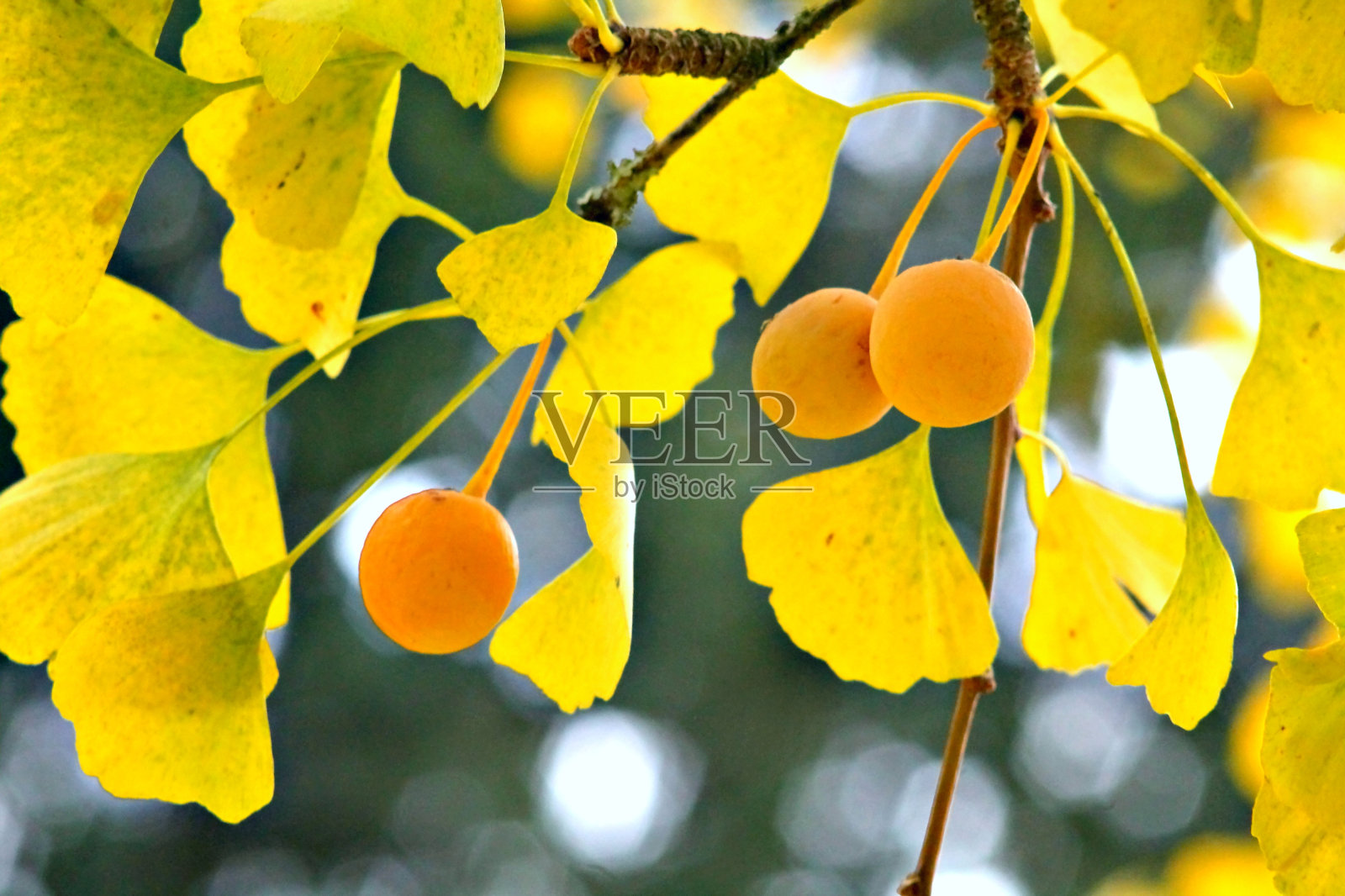 银杏是树枝上的一种水果。照片摄影图片
