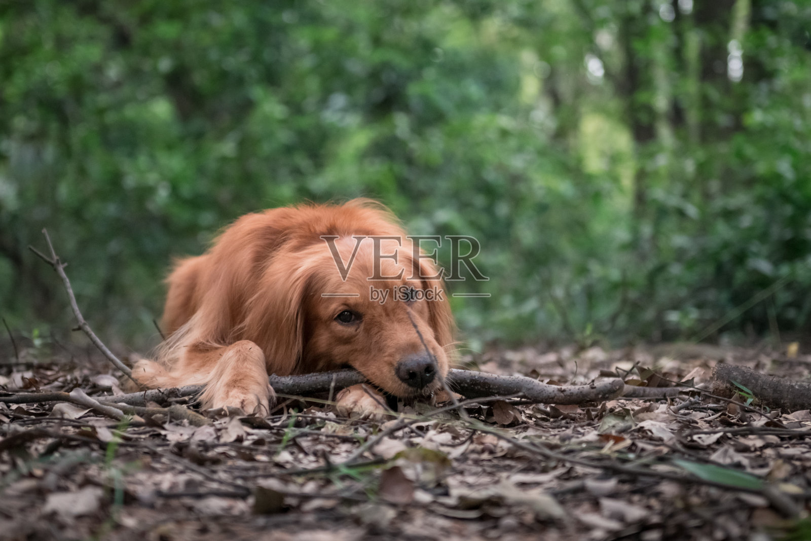 户外丛林中的金毛寻回犬照片摄影图片