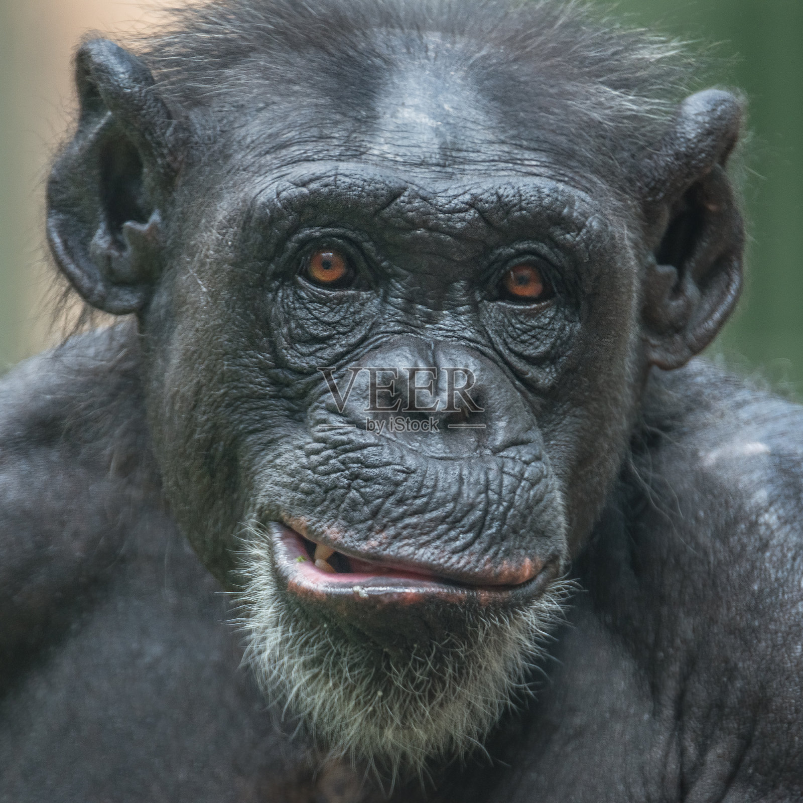 黑猩猩肖像在开放的度假村近距离照片摄影图片