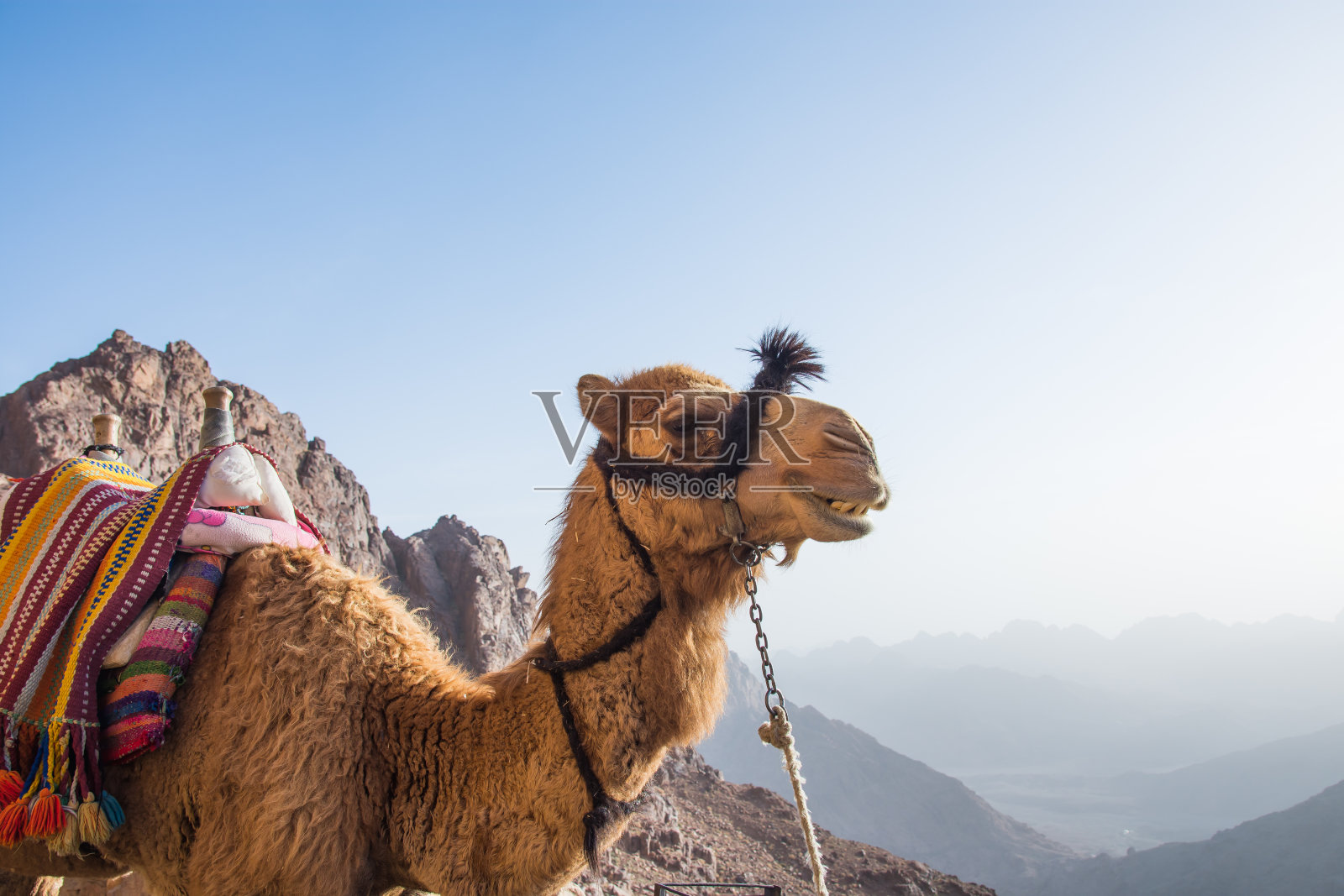 西奈山上的骆驼照片摄影图片