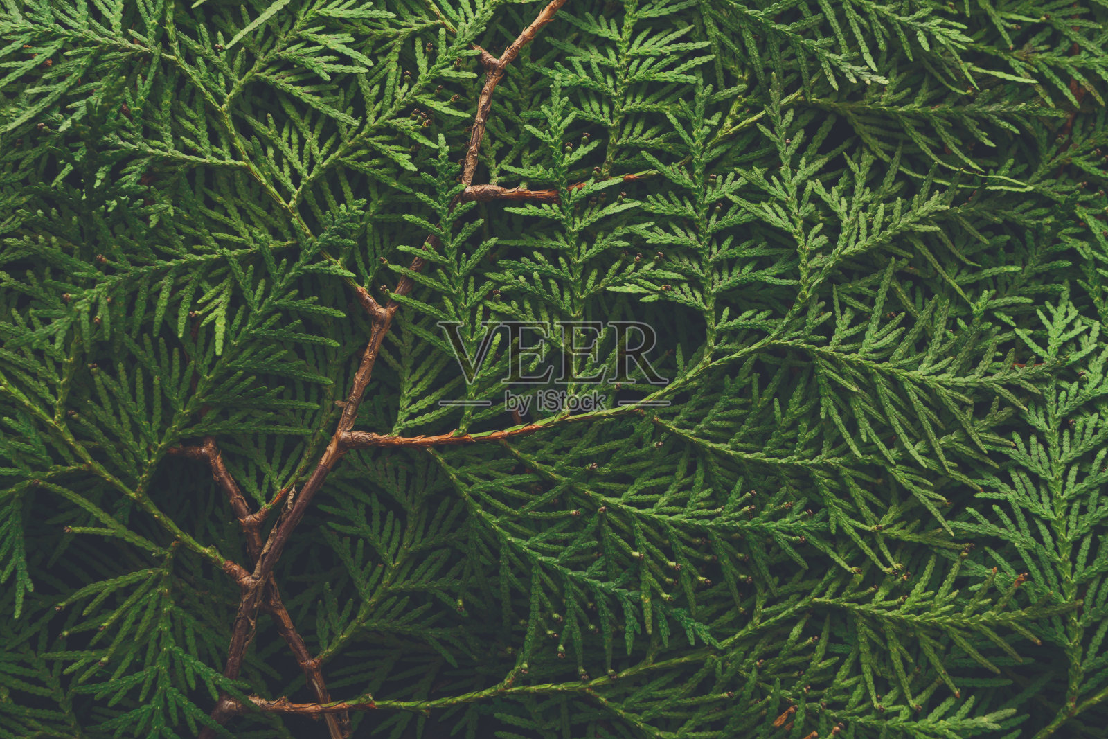 树青翠枝桠背景照片摄影图片