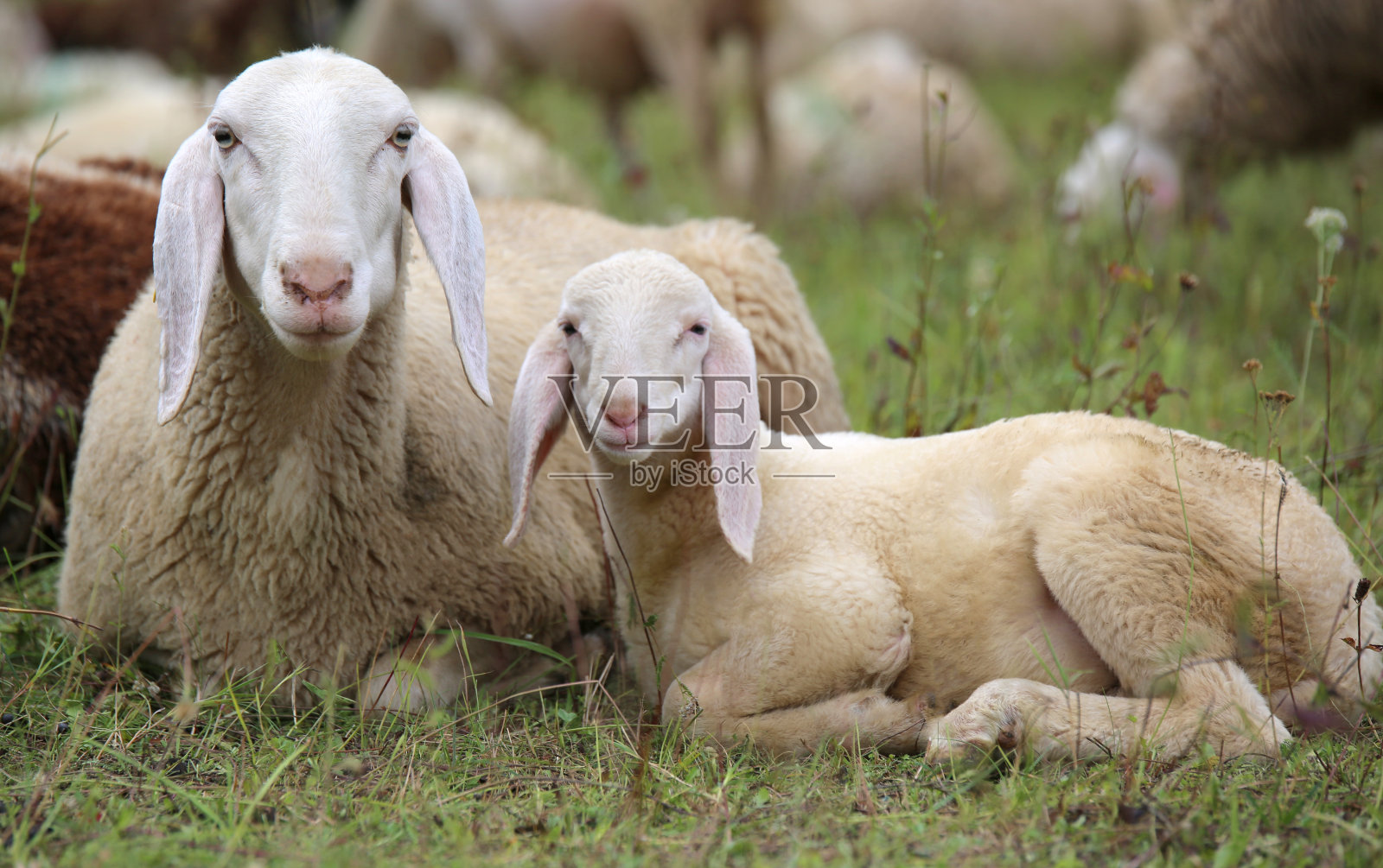 小羊和她的妈妈在羊群中间照片摄影图片