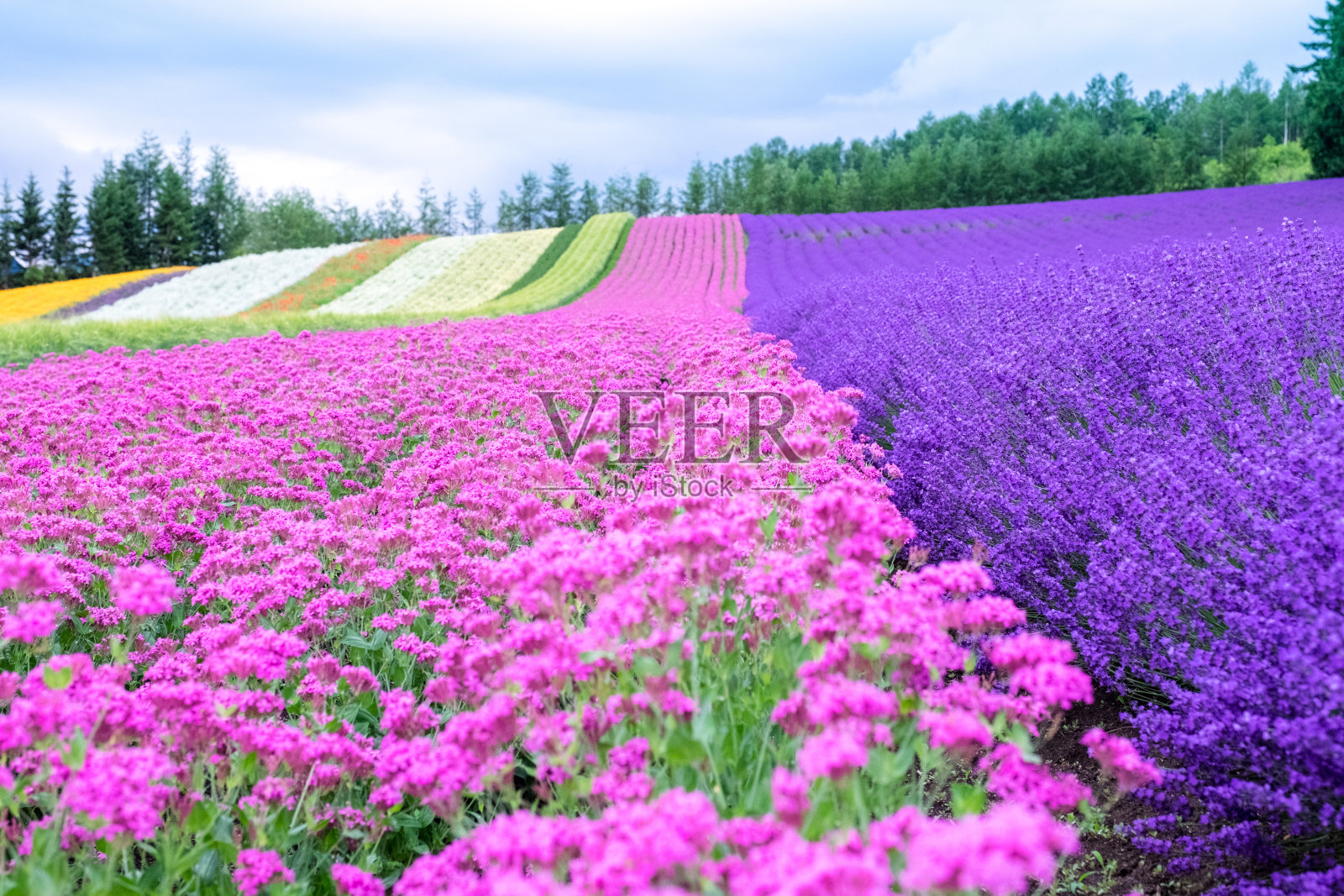 彩虹花田，彩色粉红花和紫罗兰薰衣草花，富兰野，日本北海道照片摄影图片