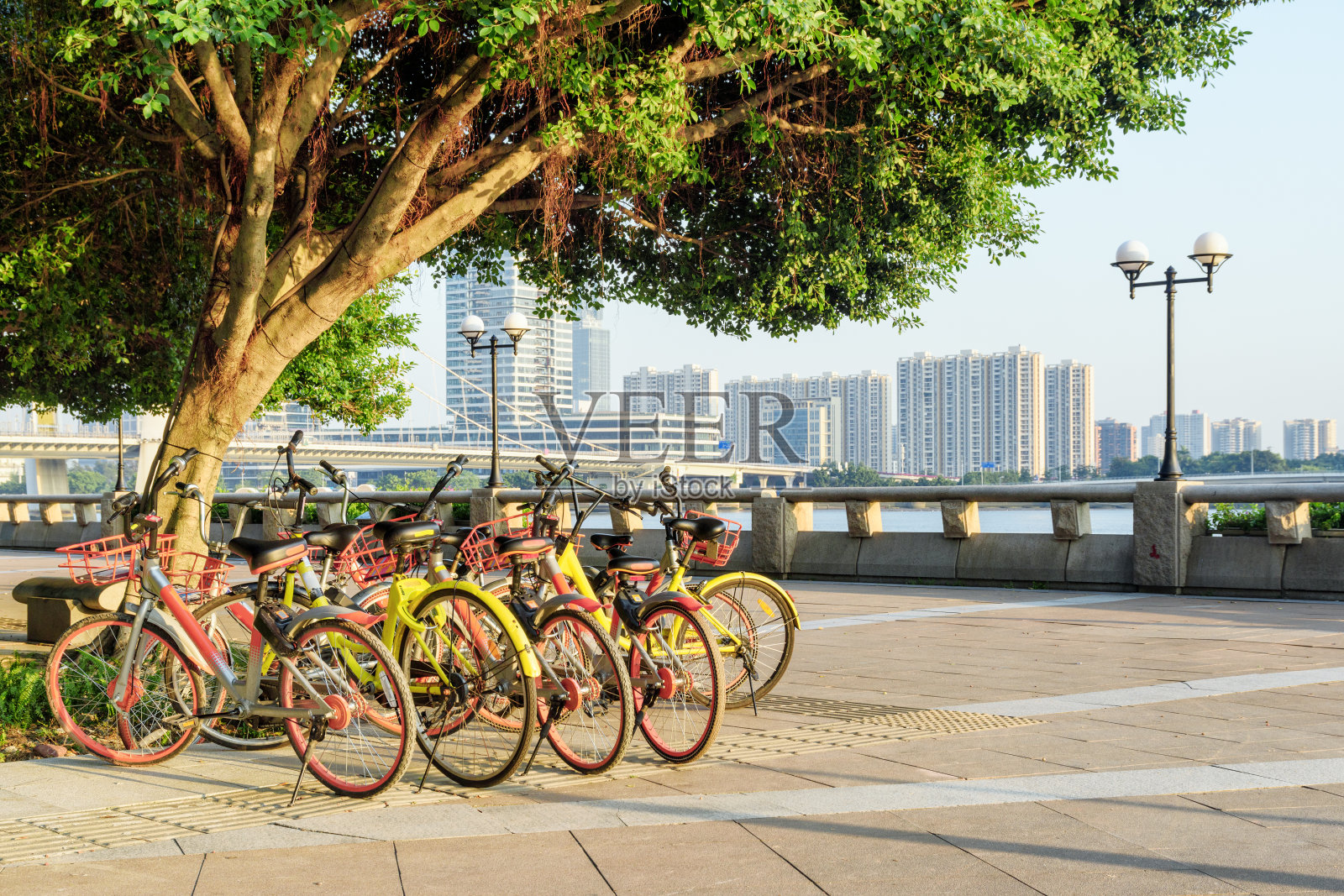 岸边绿树旁五颜六色的公共租赁自行车照片摄影图片