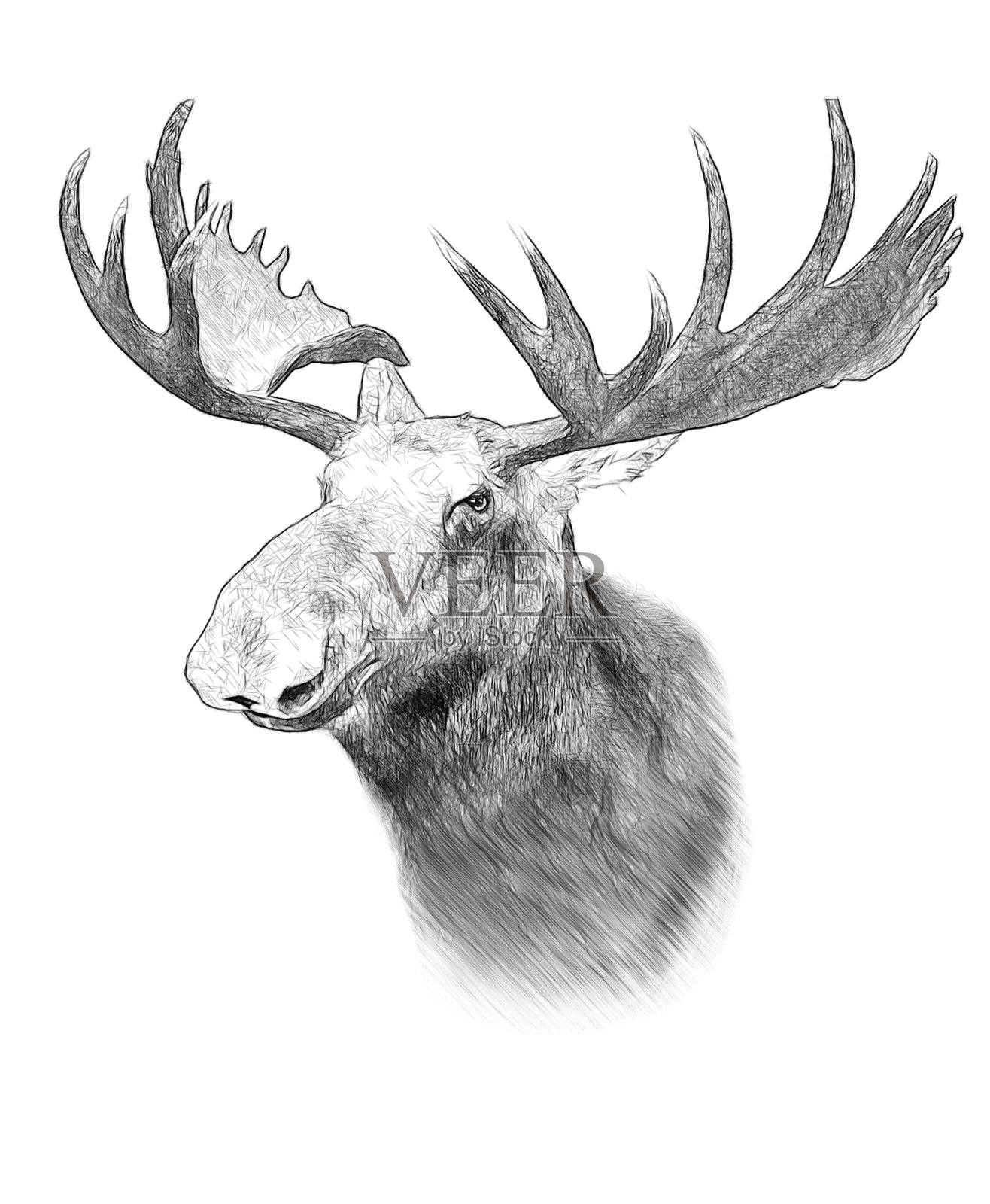 白色背景上的驼鹿。插图，素描风格。插画图片素材