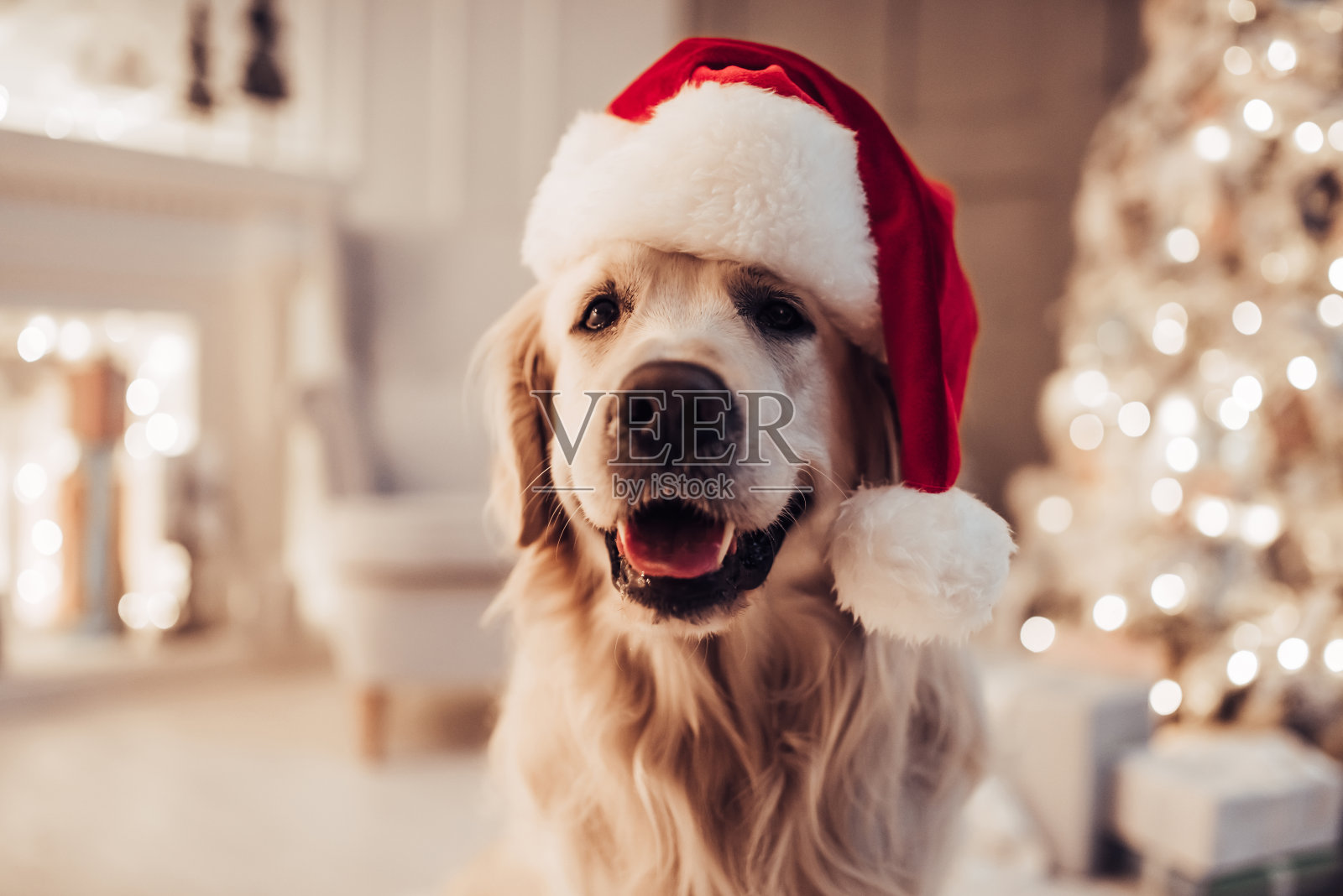 快乐的拉布拉多狗坐在圣诞老人的帽子里。照片摄影图片