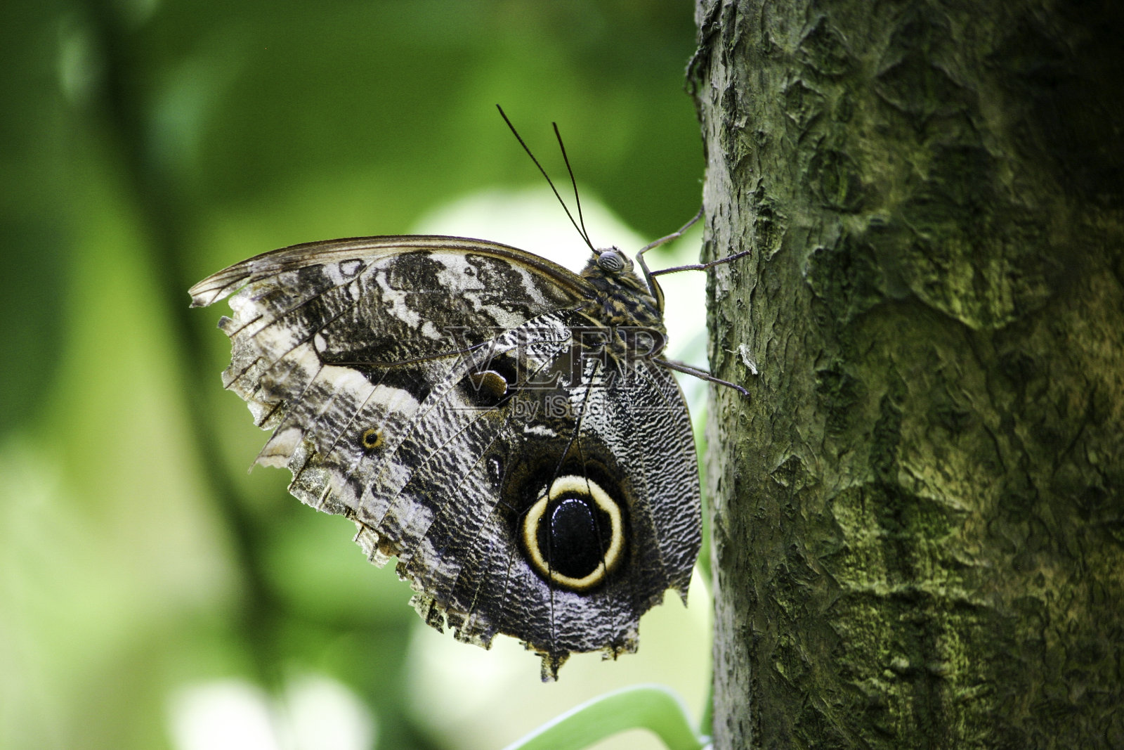 彩色猫头鹰蝴蝶的特写显示翅膀的下面照片摄影图片